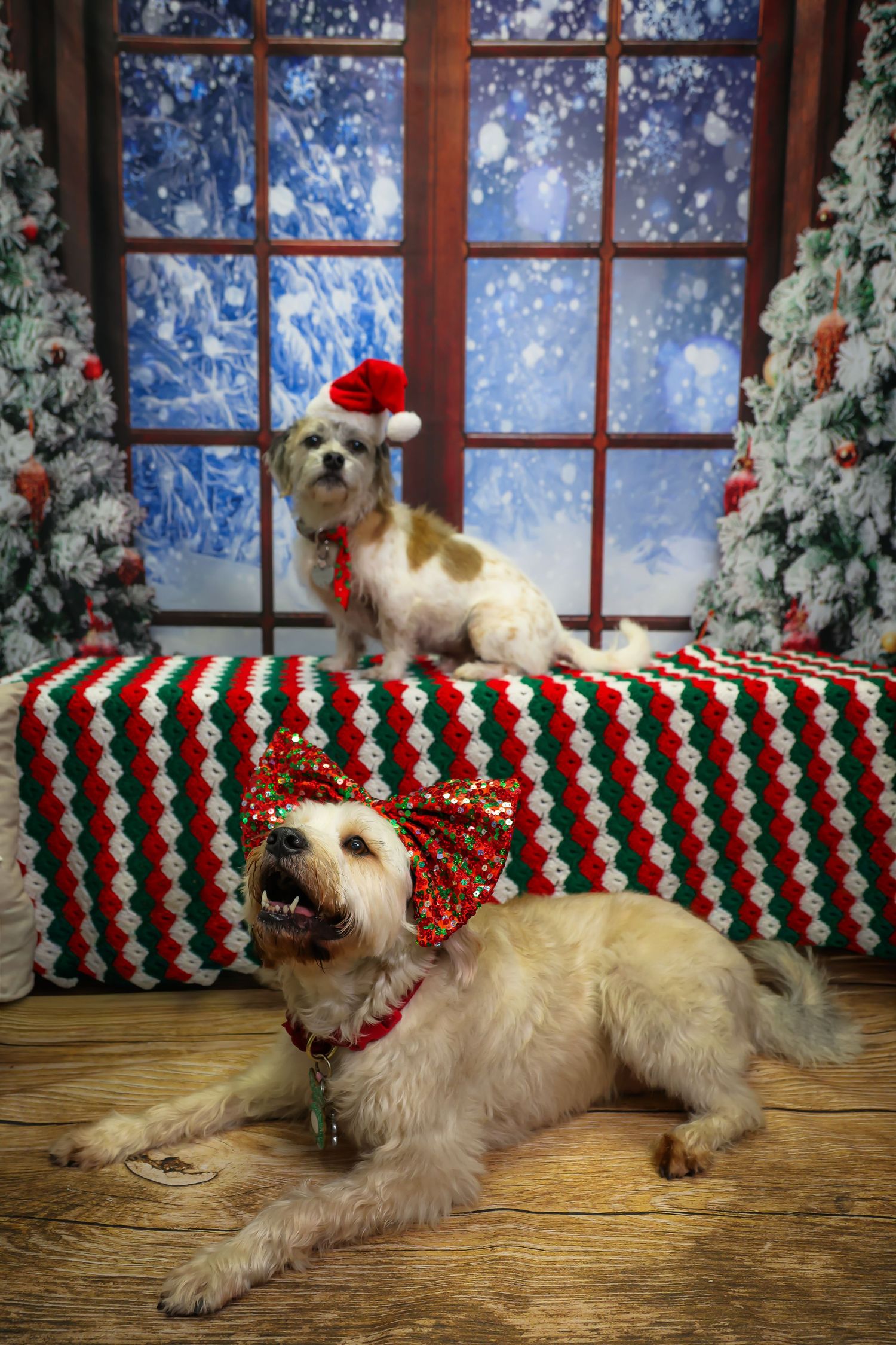 White dog wearing a festive red and green striped scarf poses in front of a snowy window and Christmas decorations.