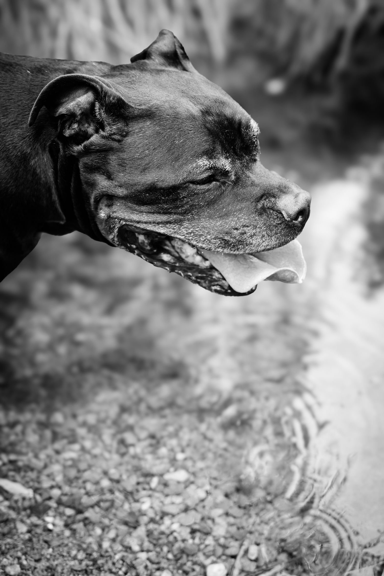 Black and white close-up of a dog's profile drinking water from a puddle or pond, creating ripples on the surface.