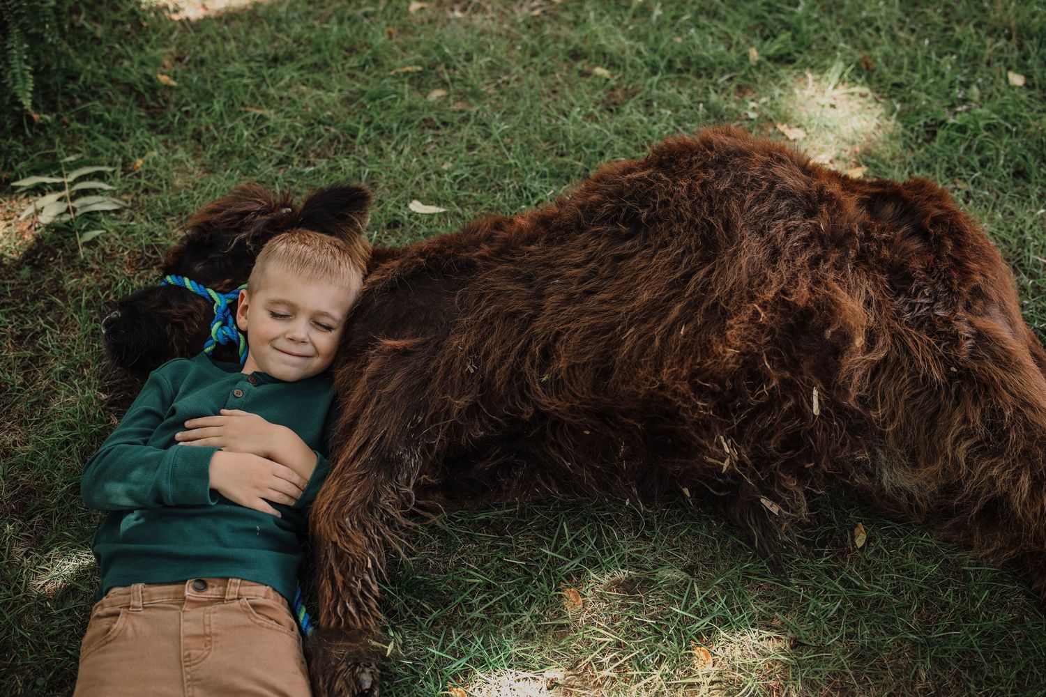 A series of photos showing a large brown dog and a child laying together on grass in a park.