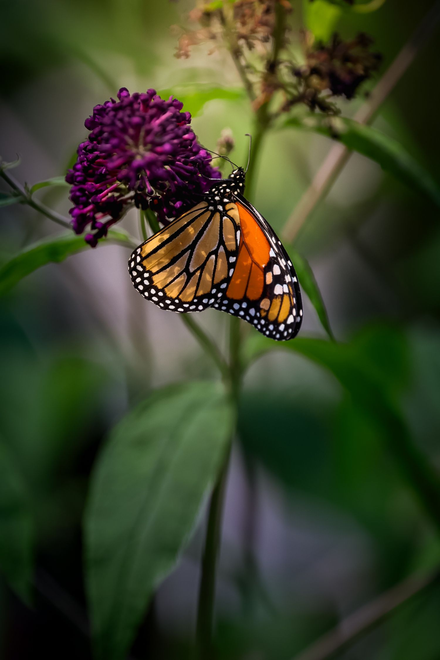 A monarch butterfly perched on a purple flower bloom surrounded by green foliage in soft bokeh lighting.