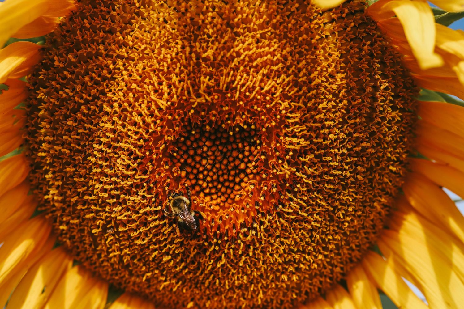 Close-up of a vibrant sunflower's center with intricate seed patterns and a small bee pollinating the bloom.