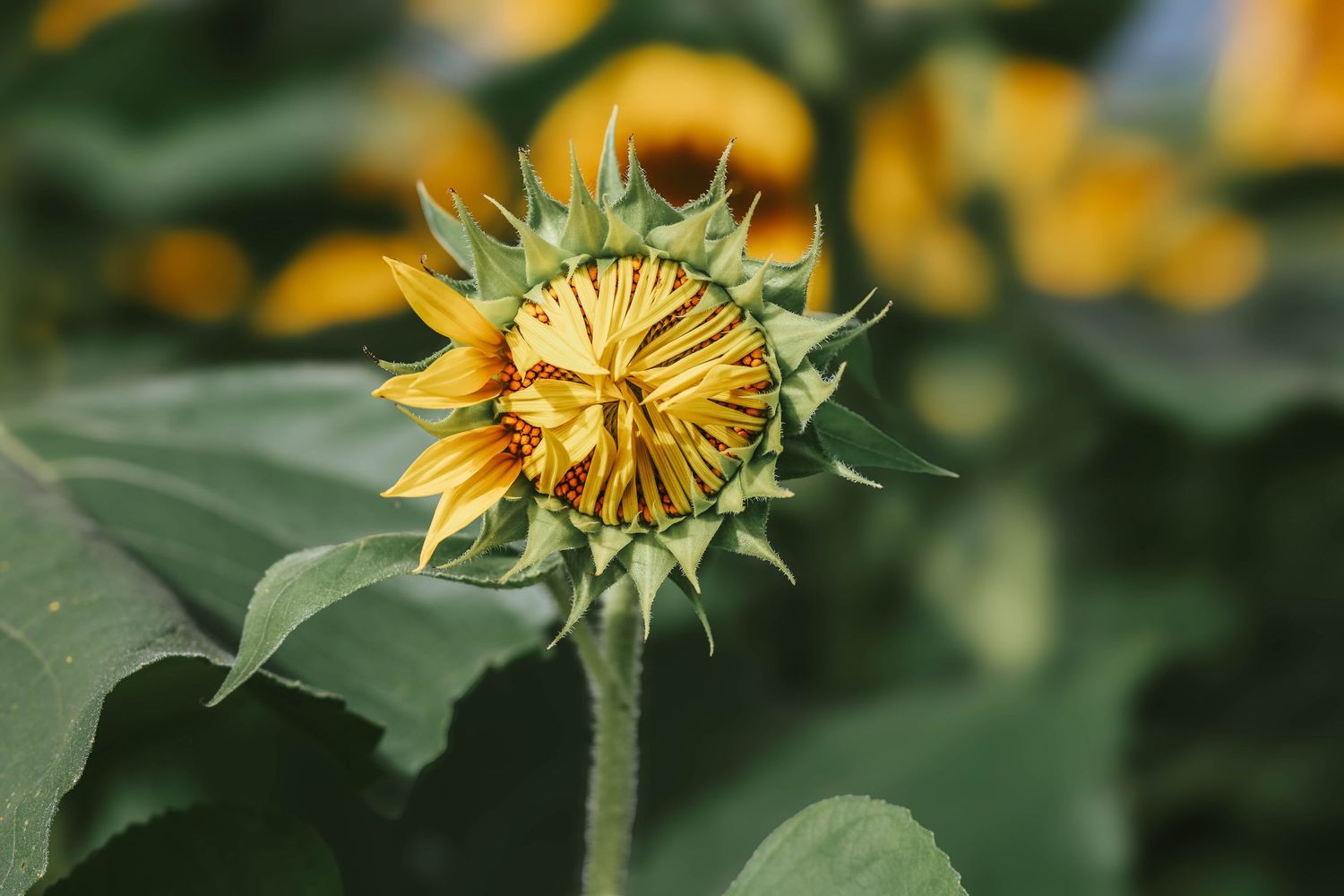 A young sunflower bud beginning to bloom with yellow petals emerging from green sepals in a sunflower field.