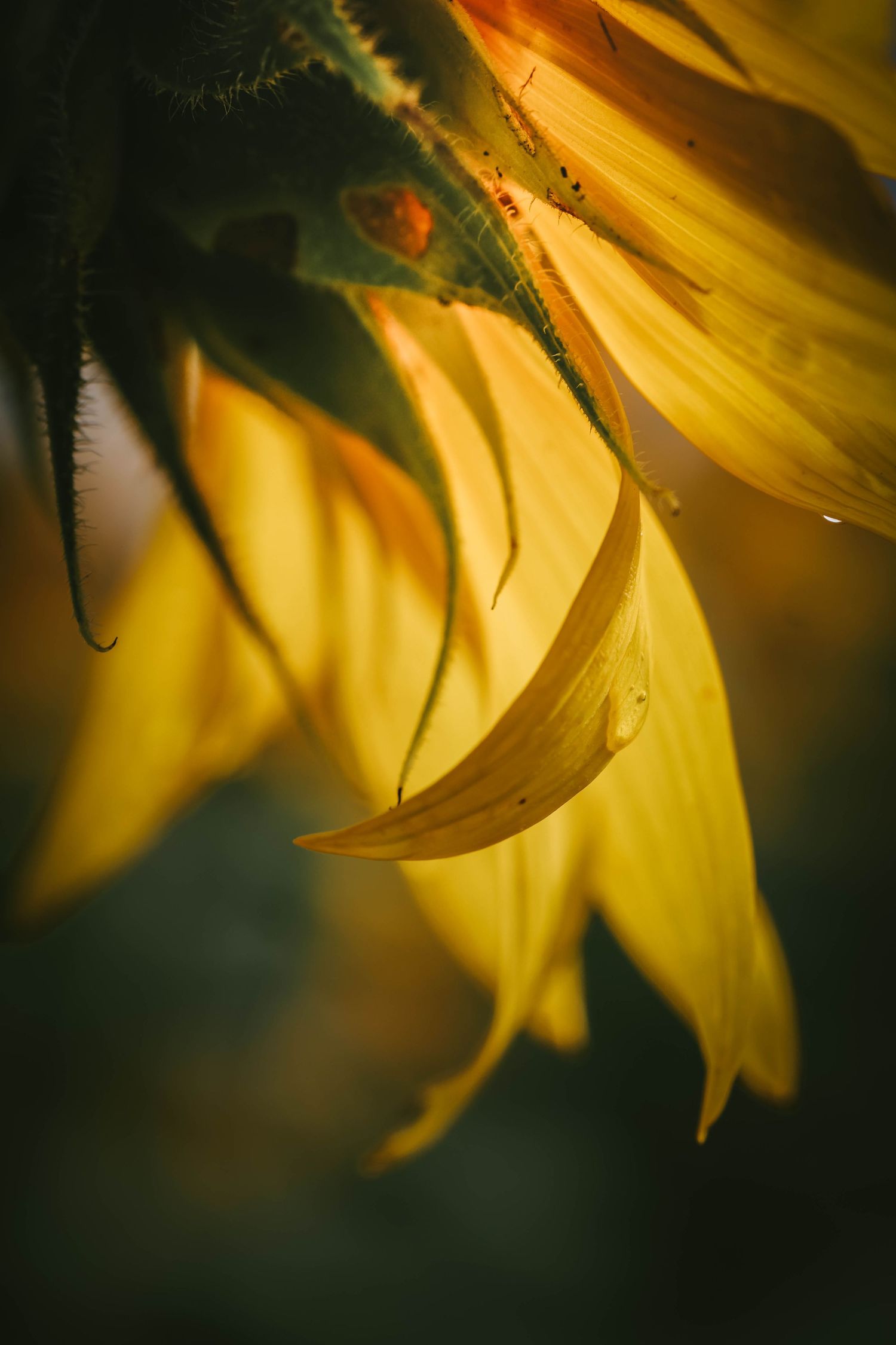 Close-up of golden sunflower petals with water droplets glistening in warm sunlight against a dark green background.