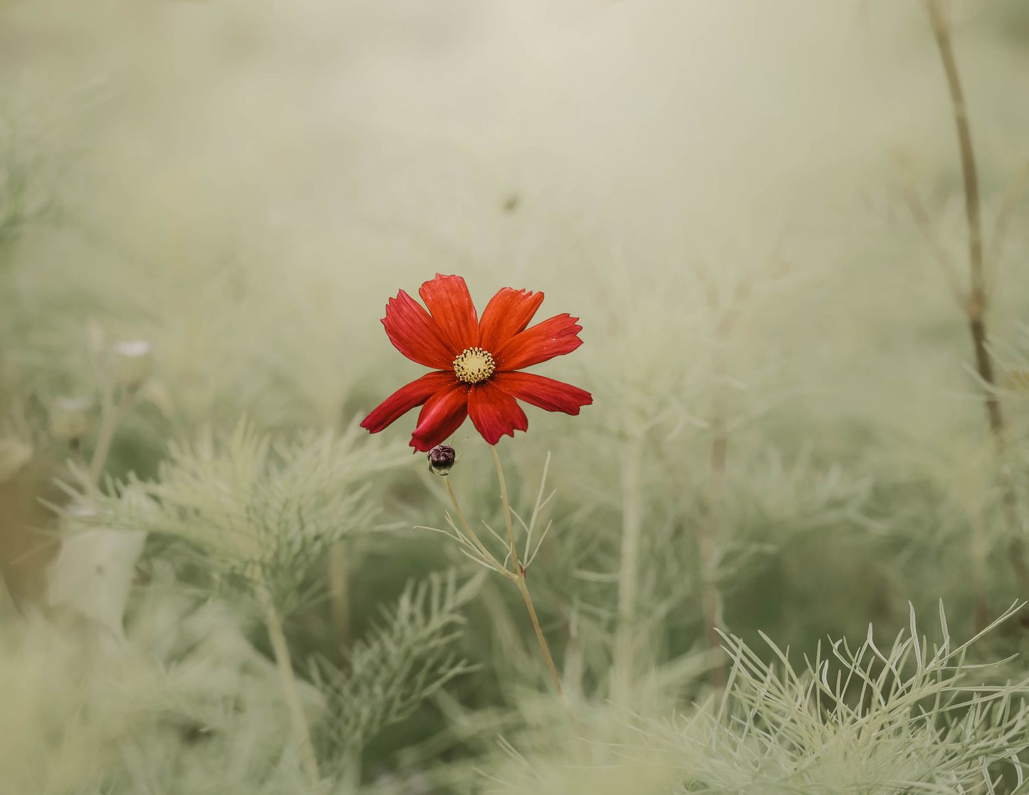 A vibrant red cosmos flower blooms alone against a soft, muted green background of feathery foliage.