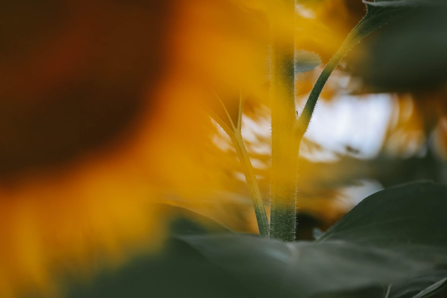 Close-up macro shot of vibrant yellow sunflower petals and green stems with shallow depth of field.