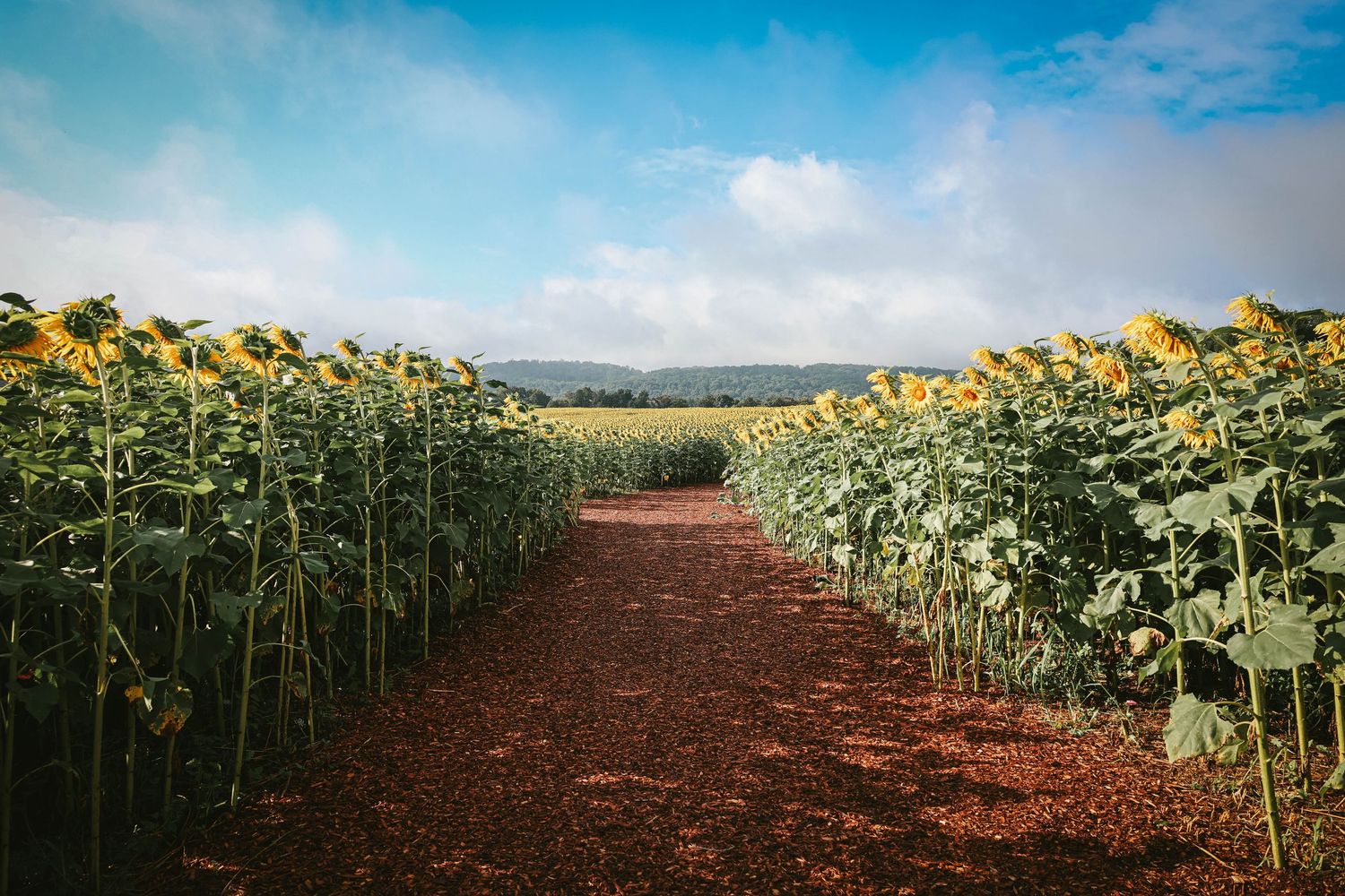 A dirt path winds between tall sunflower rows under a blue sky with clouds in a vibrant sunflower field.