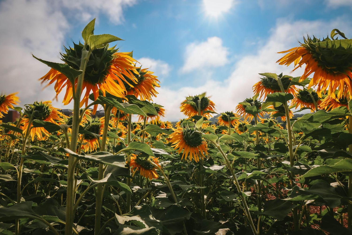 A vibrant field of yellow sunflowers stretching toward a partly cloudy blue sky on a sunny day.