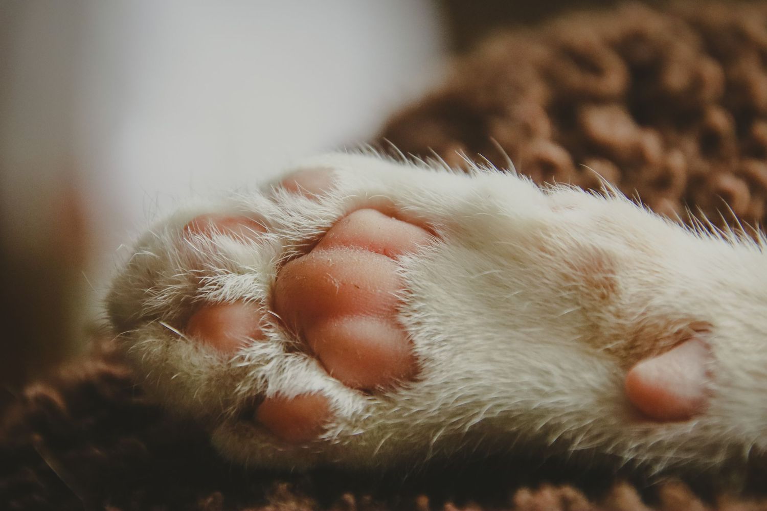 Close-up macro photograph of a white cat's paw with pink paw pads against a brown textured background.