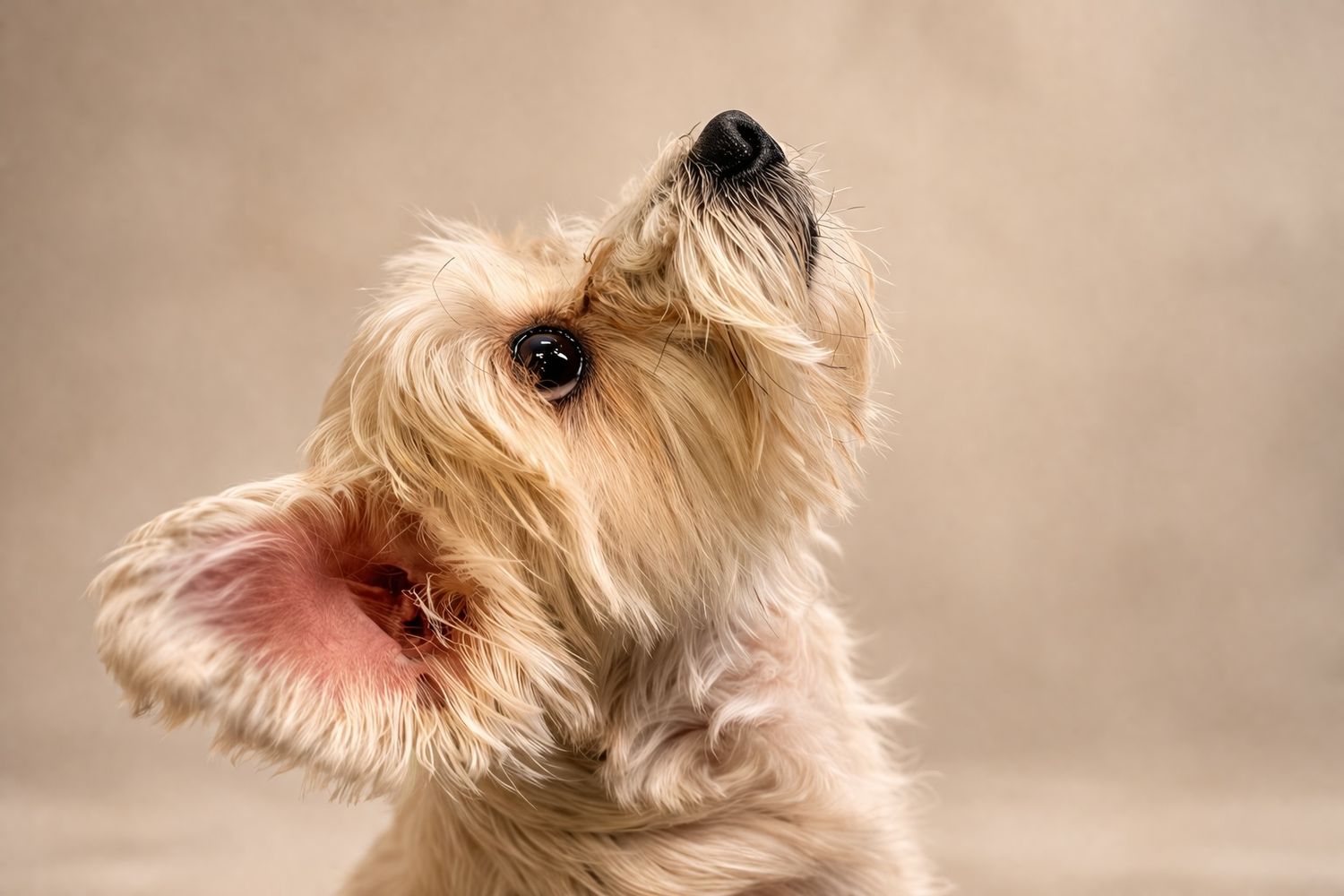 Playful small blonde terrier mix tilting head up with ears flying and pink inner ear visible.