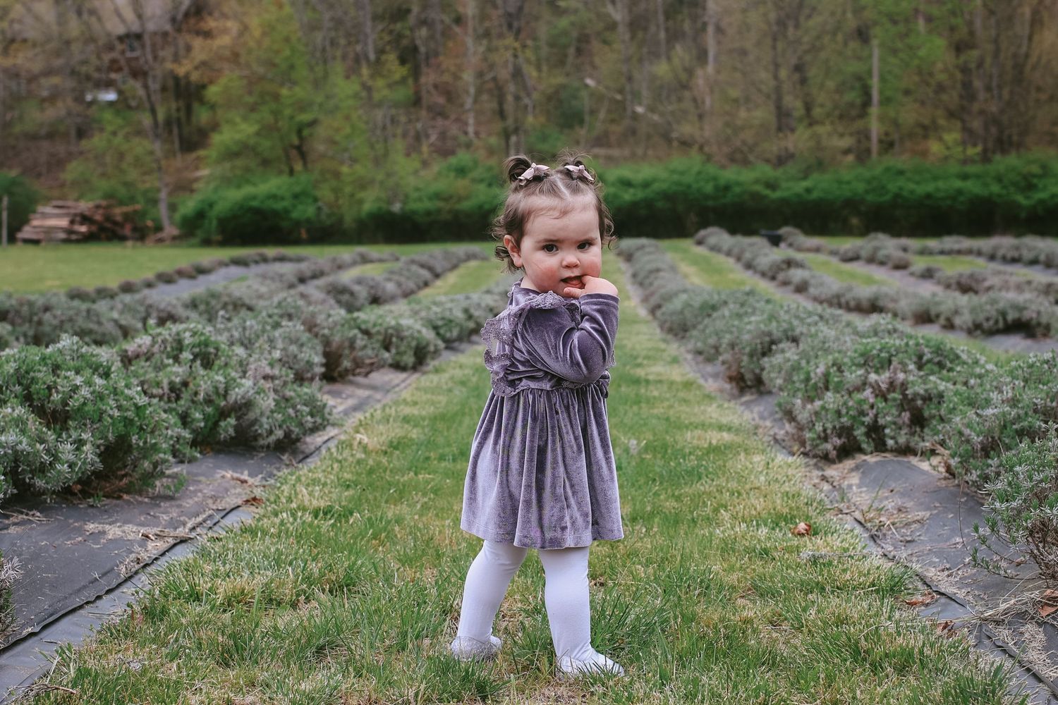 A child explores a lavender garden path on a spring day wearing a purple dress and white tights.
