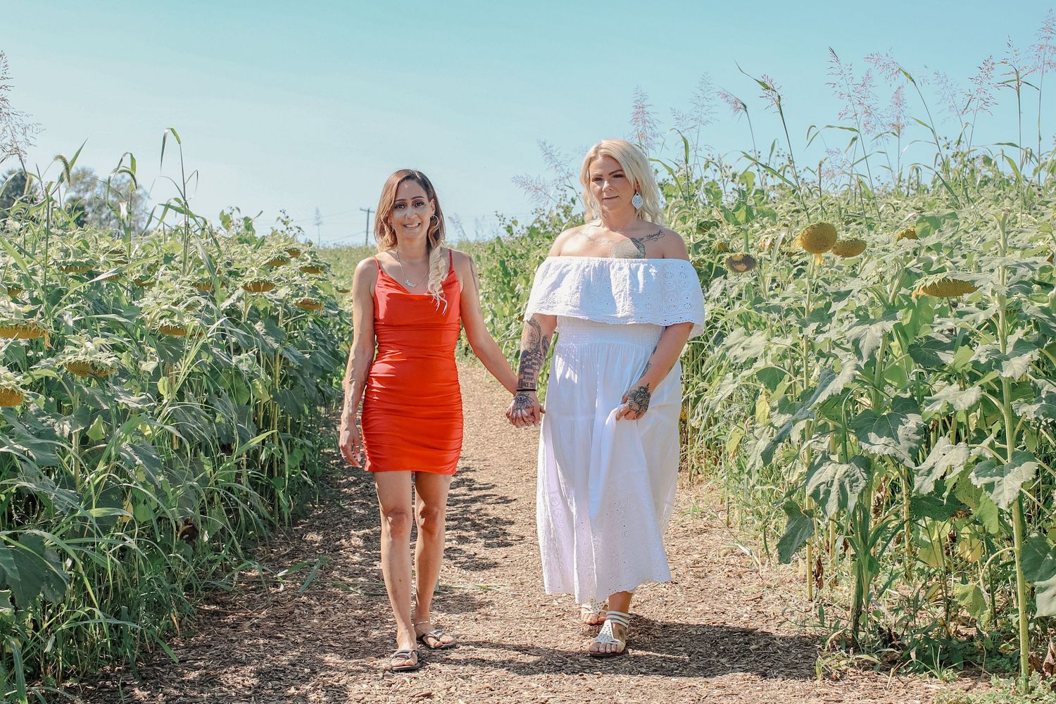 People walking through a sunlit cornfield path on a bright summer day.