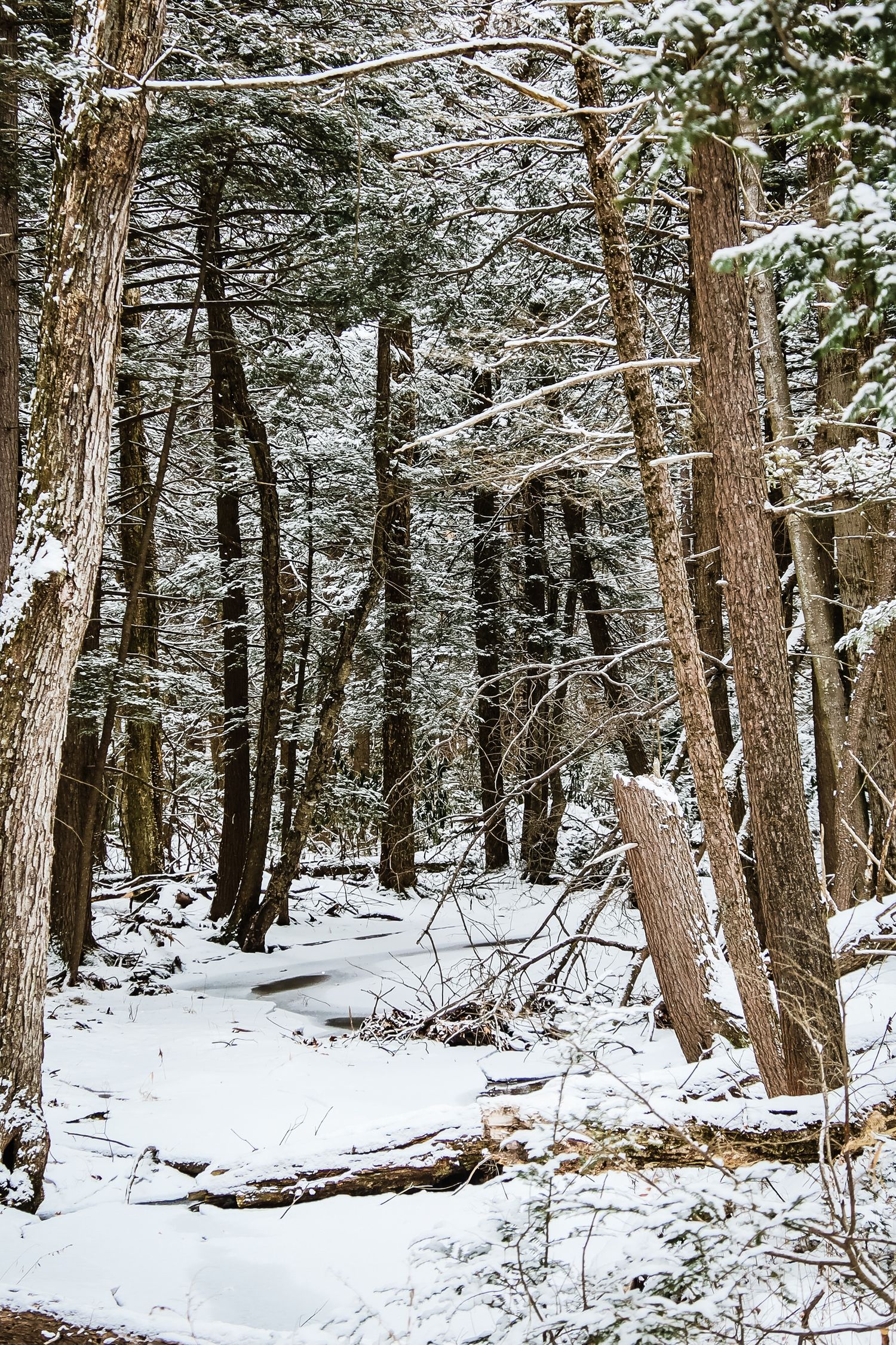 Snow-covered forest trail winds through tall evergreen trees with white-dusted branches in winter woodland setting.