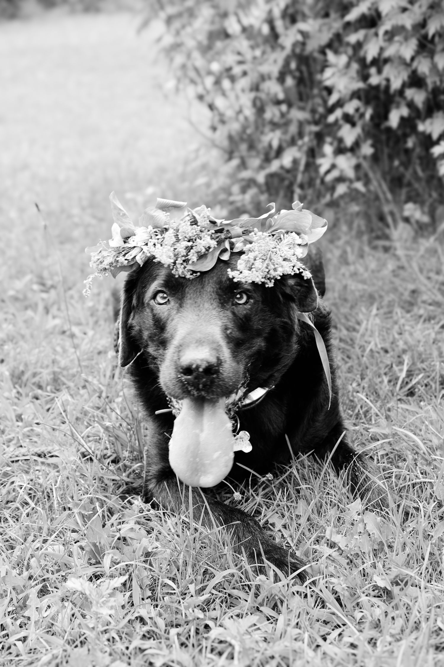 Black dog lying in grass wearing a delicate flower crown in a series of black and white portraits.