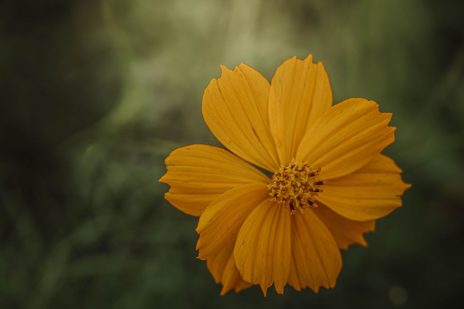 A vibrant yellow cosmos flower in full bloom against a soft, blurred green background.