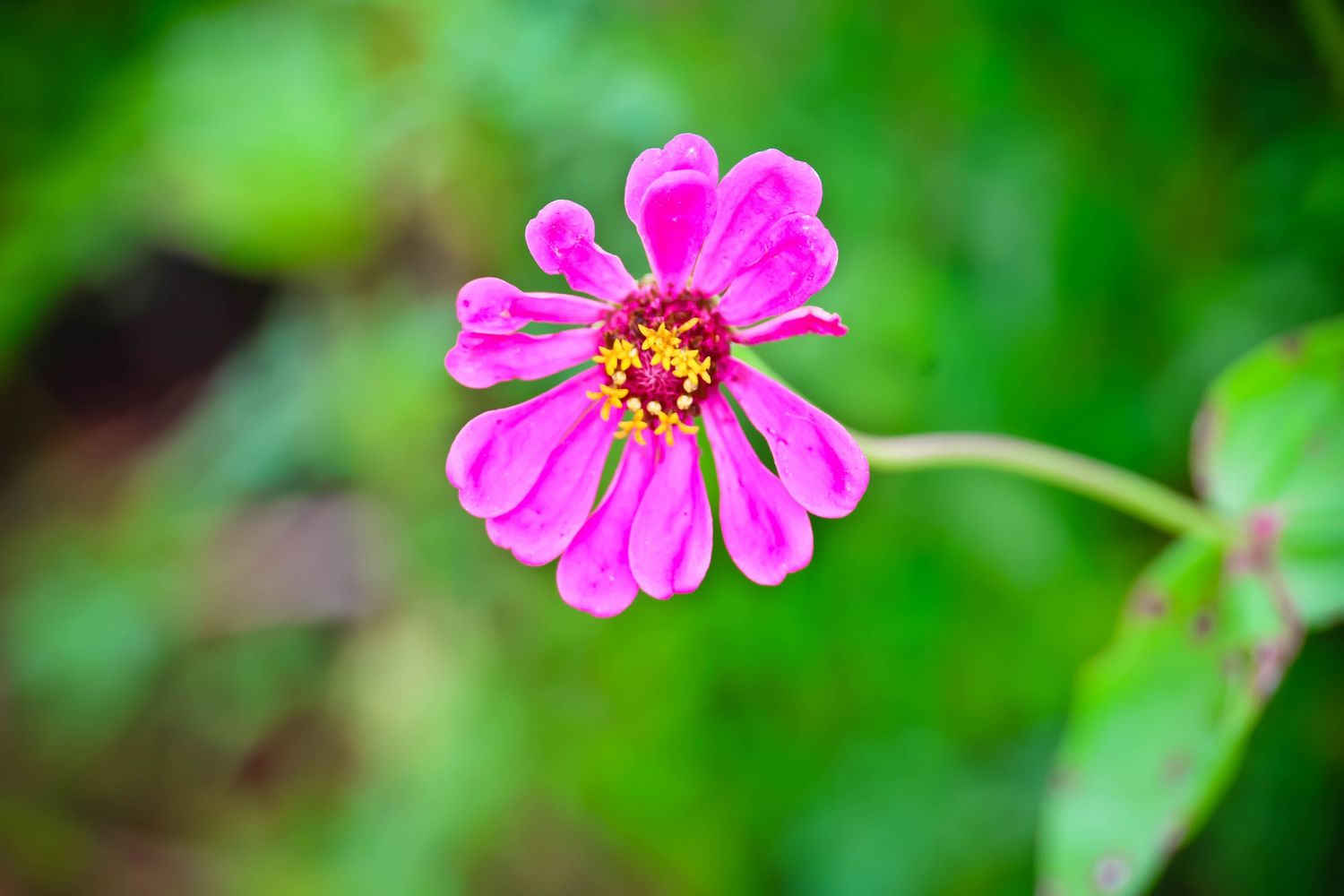 A vibrant pink zinnia flower with yellow center blooms against a blurred green garden background.