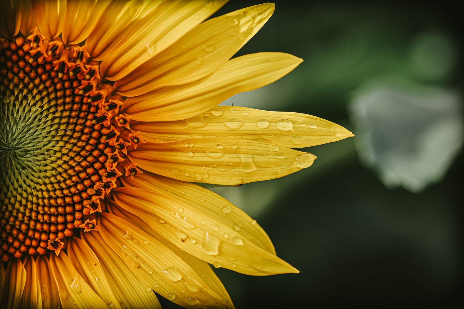 Close-up of a vibrant yellow sunflower with water droplets on petals against a blurred green background.