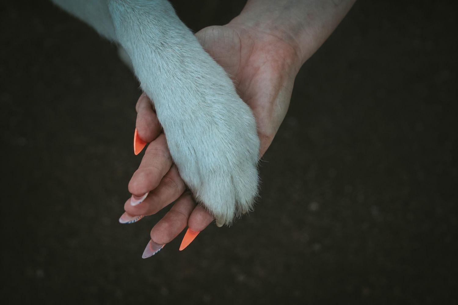 Person with orange nails holding a white dog paw in a close-up shot.