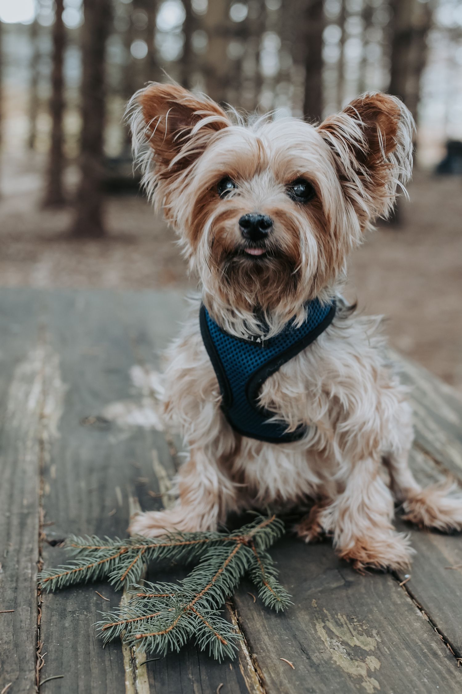 Small Yorkshire terrier wearing a navy blue sweater lies on wooden deck next to pine branches in outdoor setting.