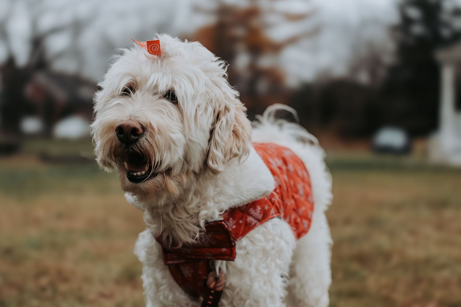 A fluffy white doodle dog wearing an orange bandana plays in a grassy autumn field.