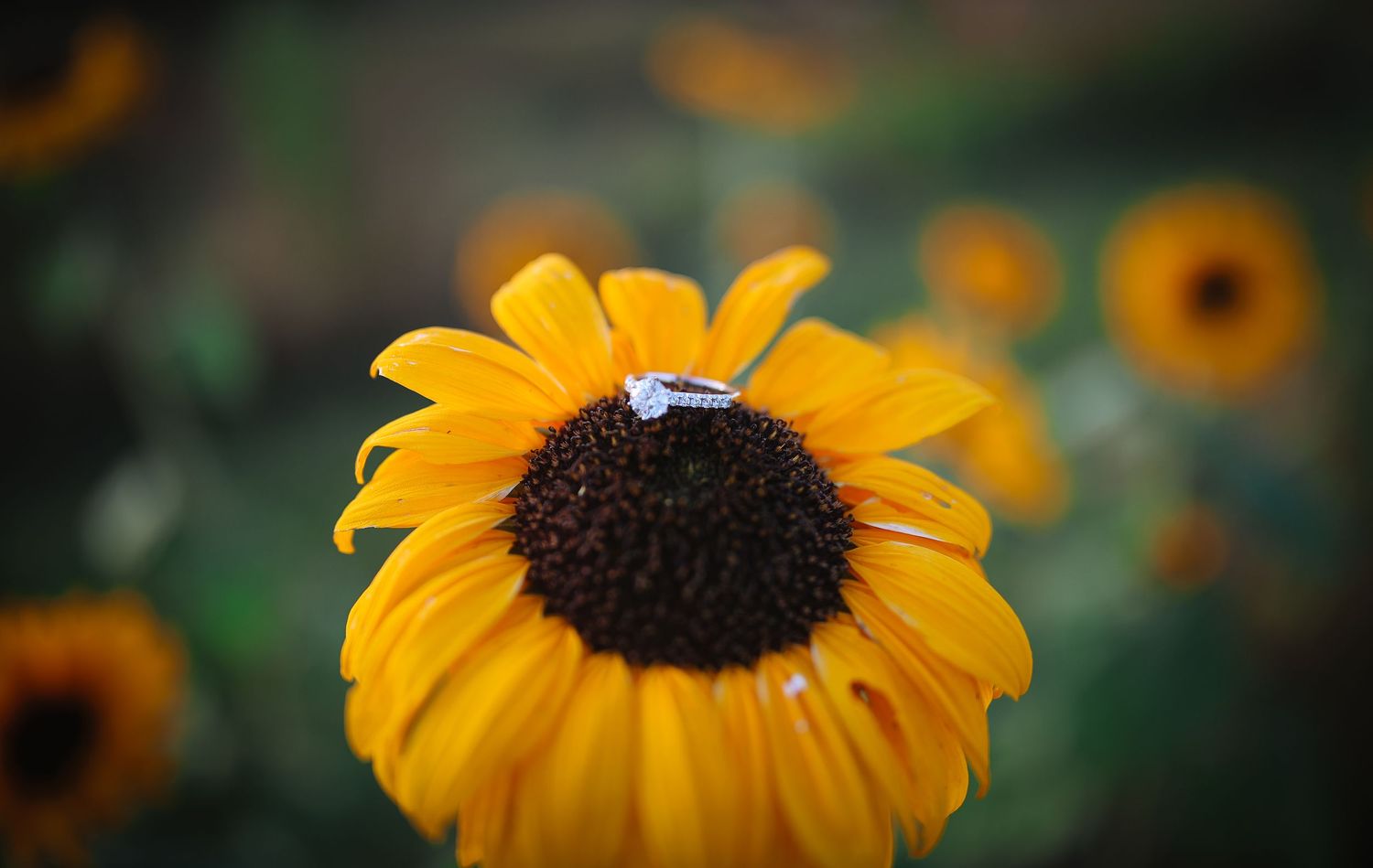A vibrant yellow sunflower in bloom with dark brown center against blurred green background.