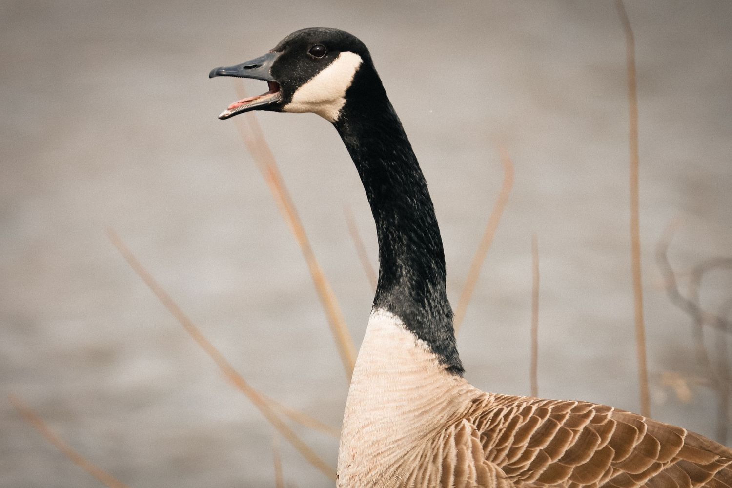 Close up profile view of a Canada goose with distinctive black head and white chinstrap markings in natural habitat.