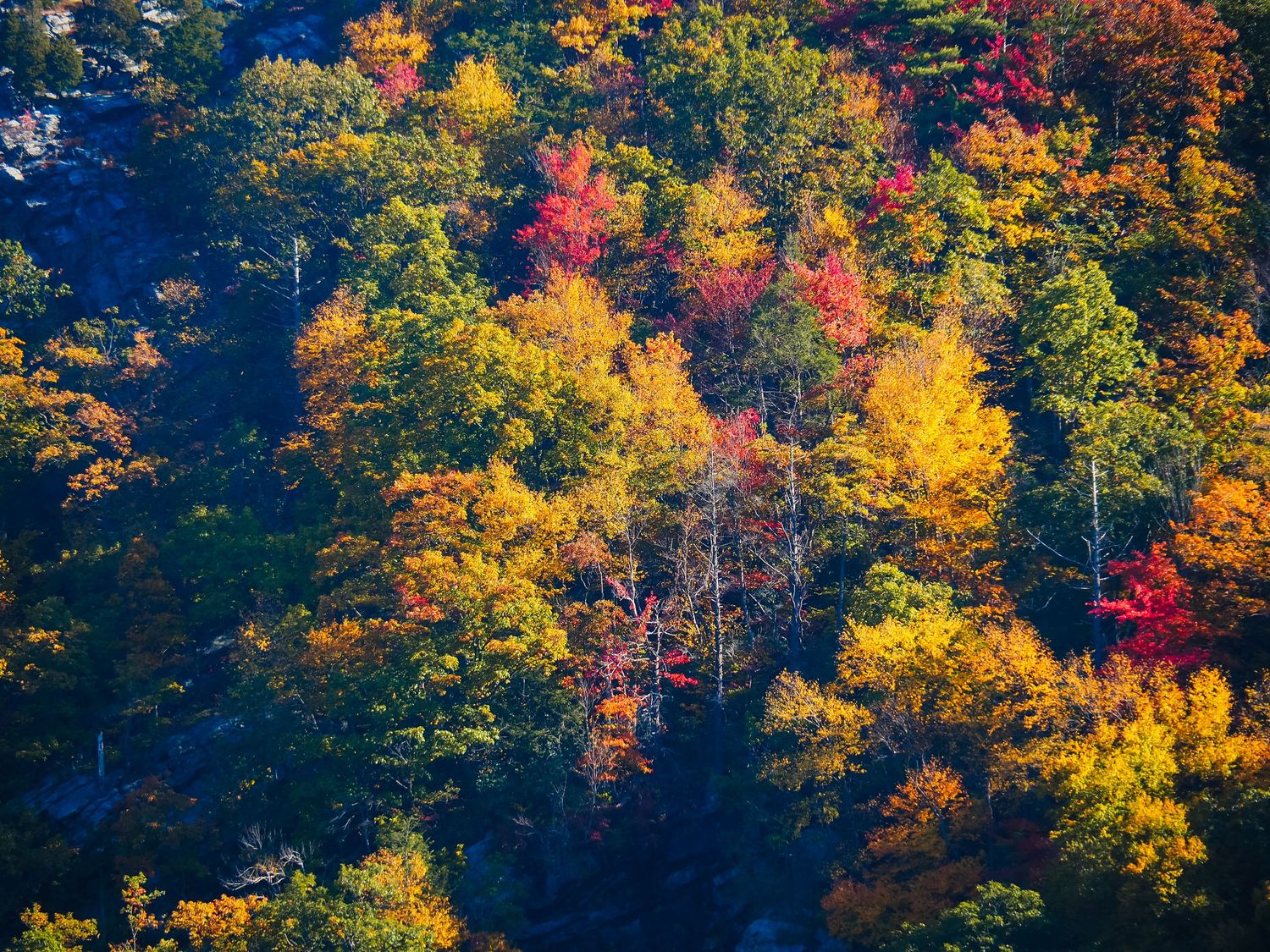 Vibrant autumn trees with red, orange and yellow foliage line a forest edge against a dark background.
