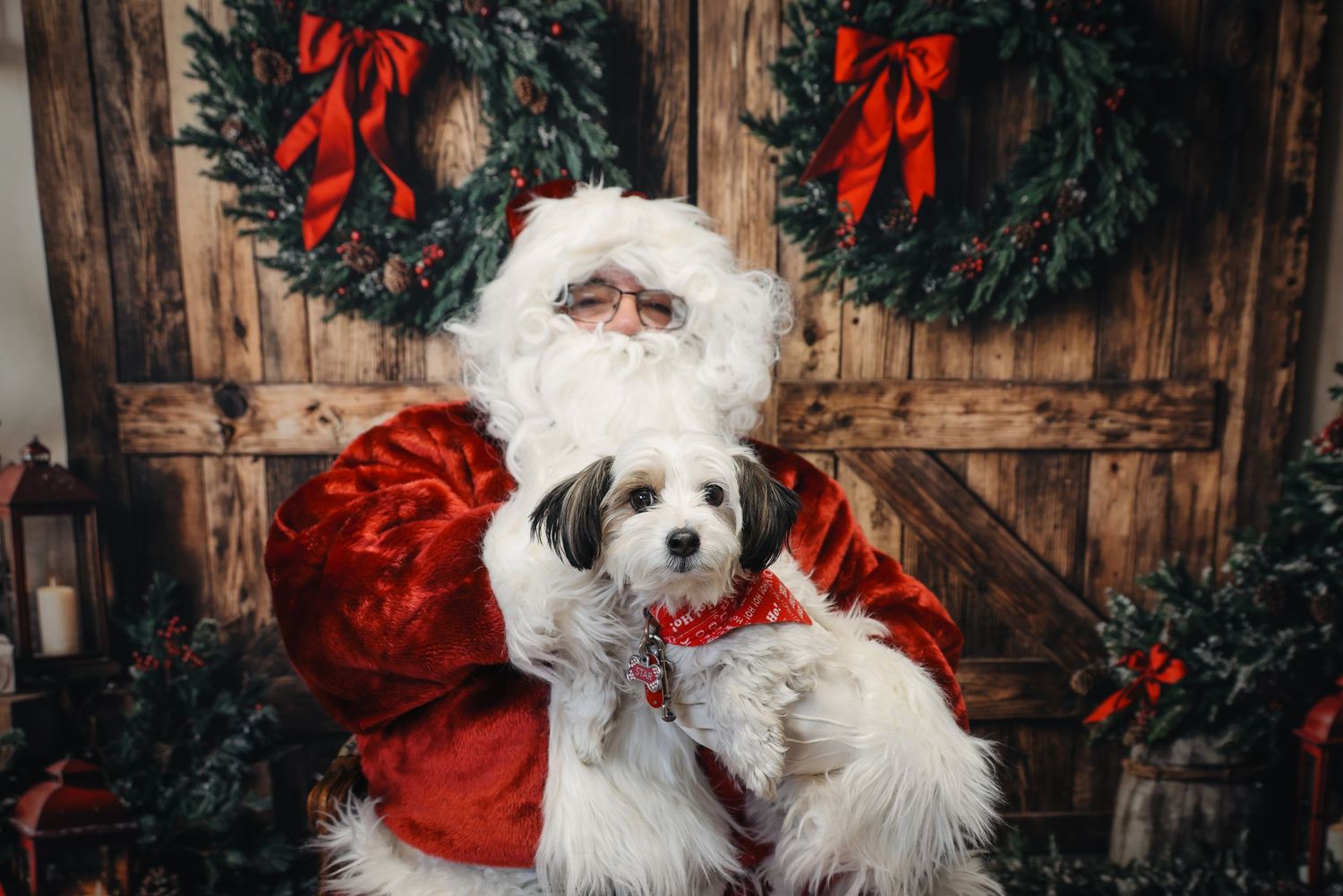 White fluffy dog sitting next to holiday decorations and wreaths on wooden background.