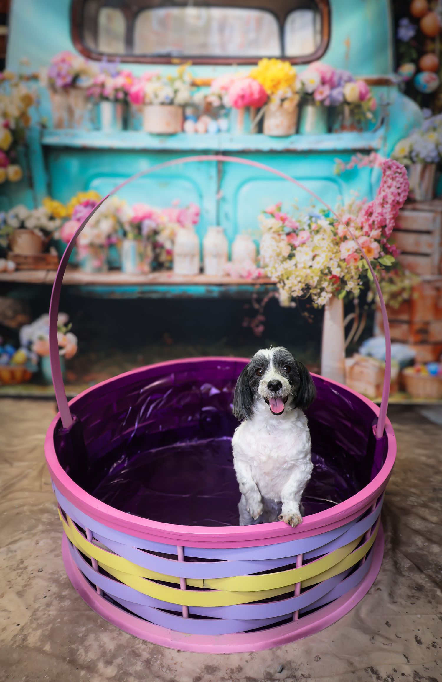Black and white dog sits in colorful Easter basket with vintage turquoise truck and floral decorations in background.
