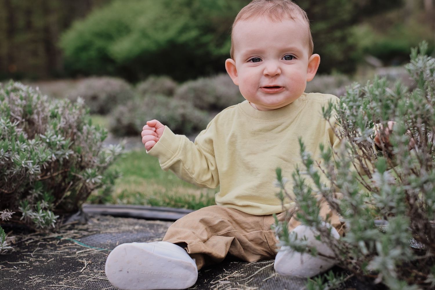 A small child in a yellow sweater sits among lavender bushes in a garden setting.