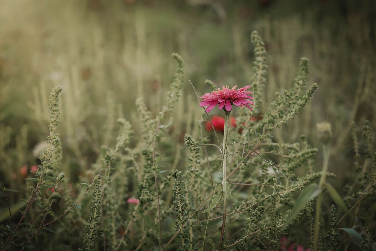 A lone pink wildflower blooms among lush green plants in a sunlit meadow field.