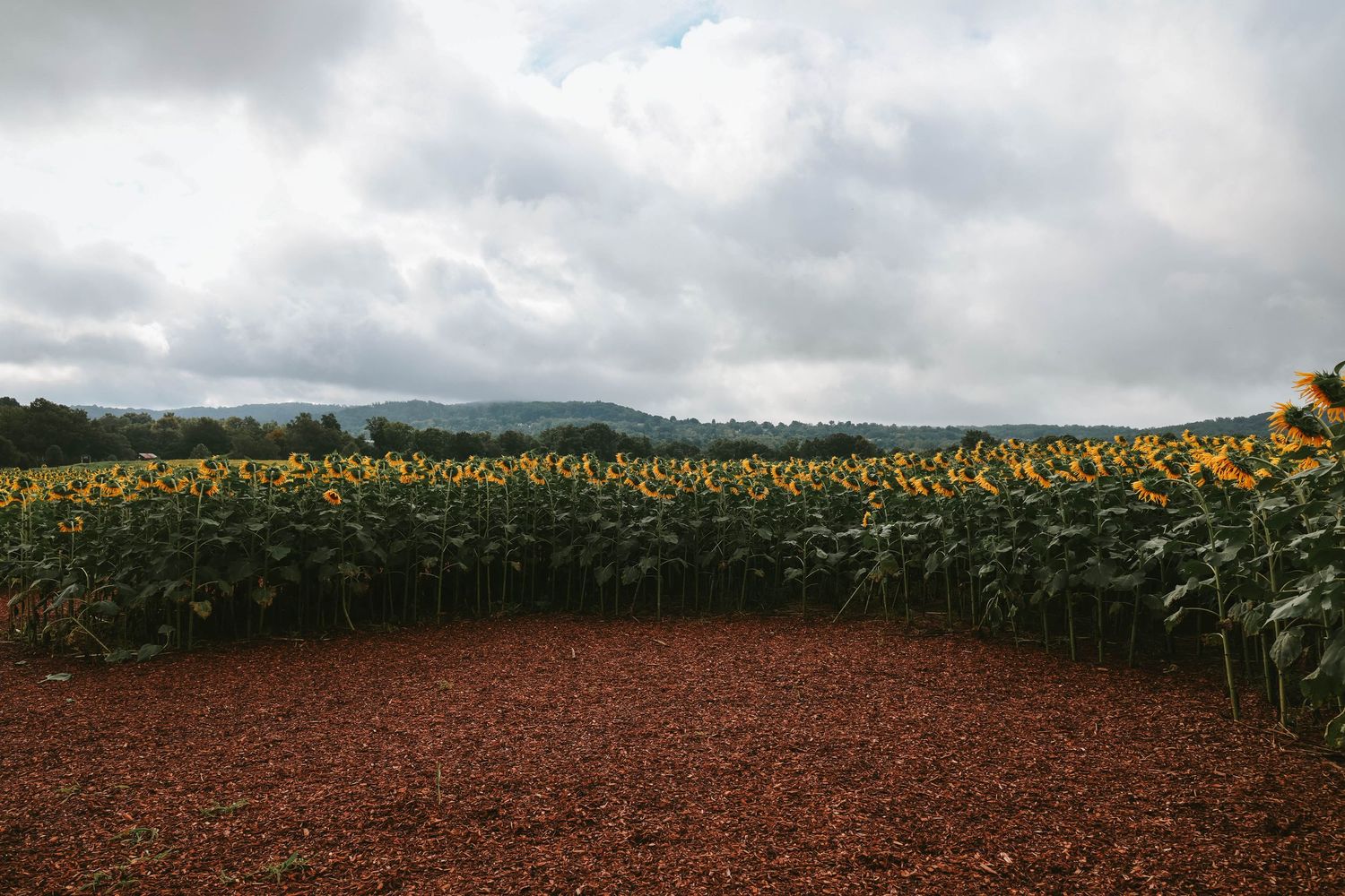 A vast sunflower field in full bloom under a cloudy sky, with rich red-brown soil and rolling green hills in the background.