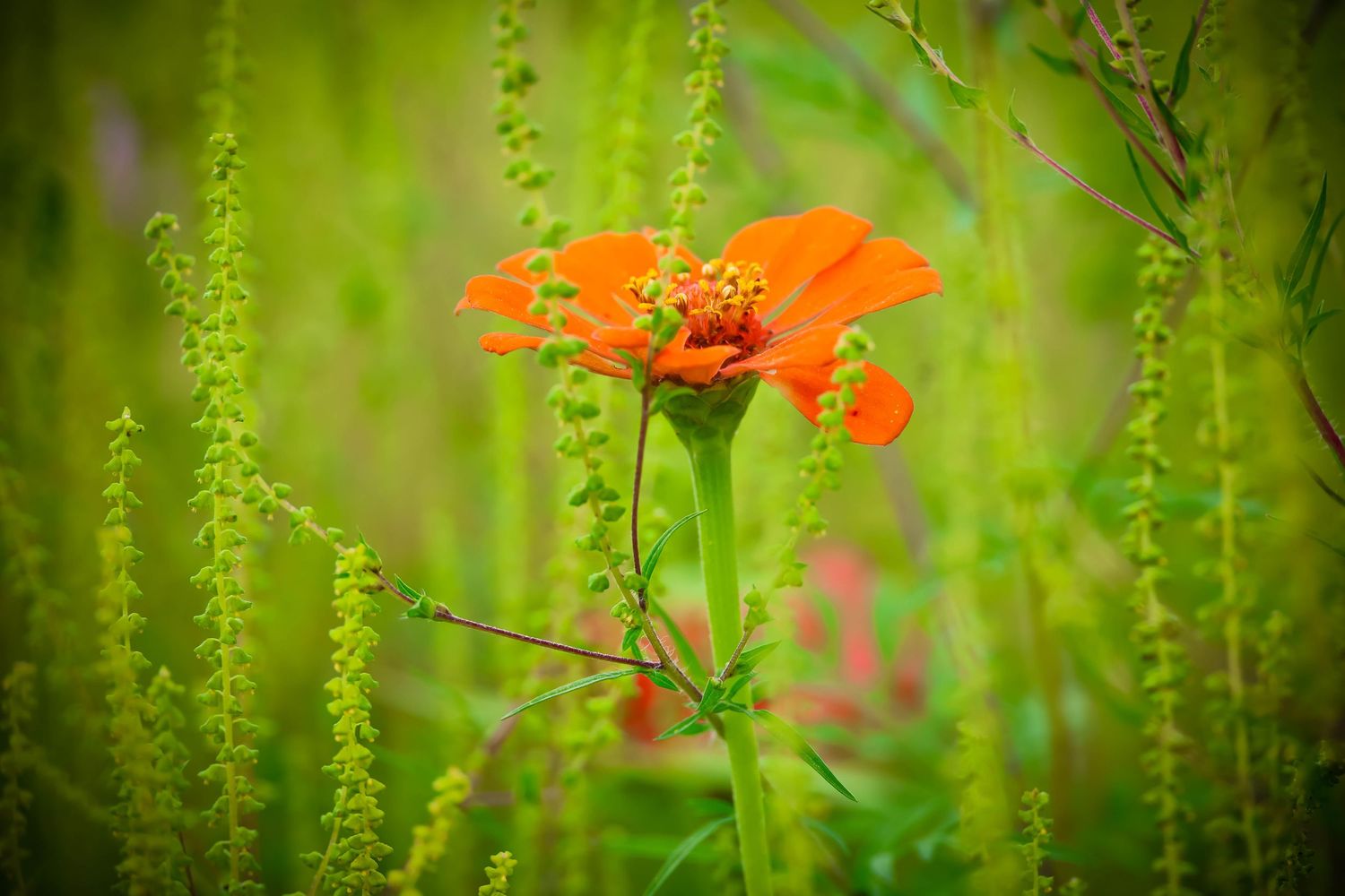 Vibrant orange Mexican sunflower blooms among lush green foliage in a natural garden setting.