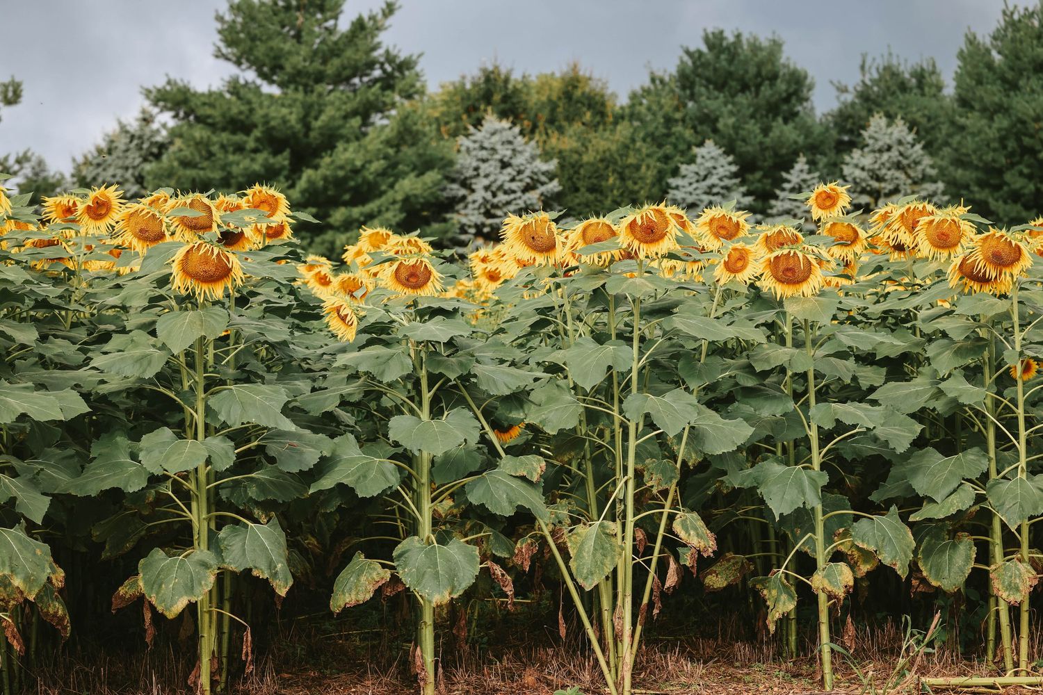 A vibrant field of tall sunflowers in full bloom with lush green trees in the background under a cloudy sky.