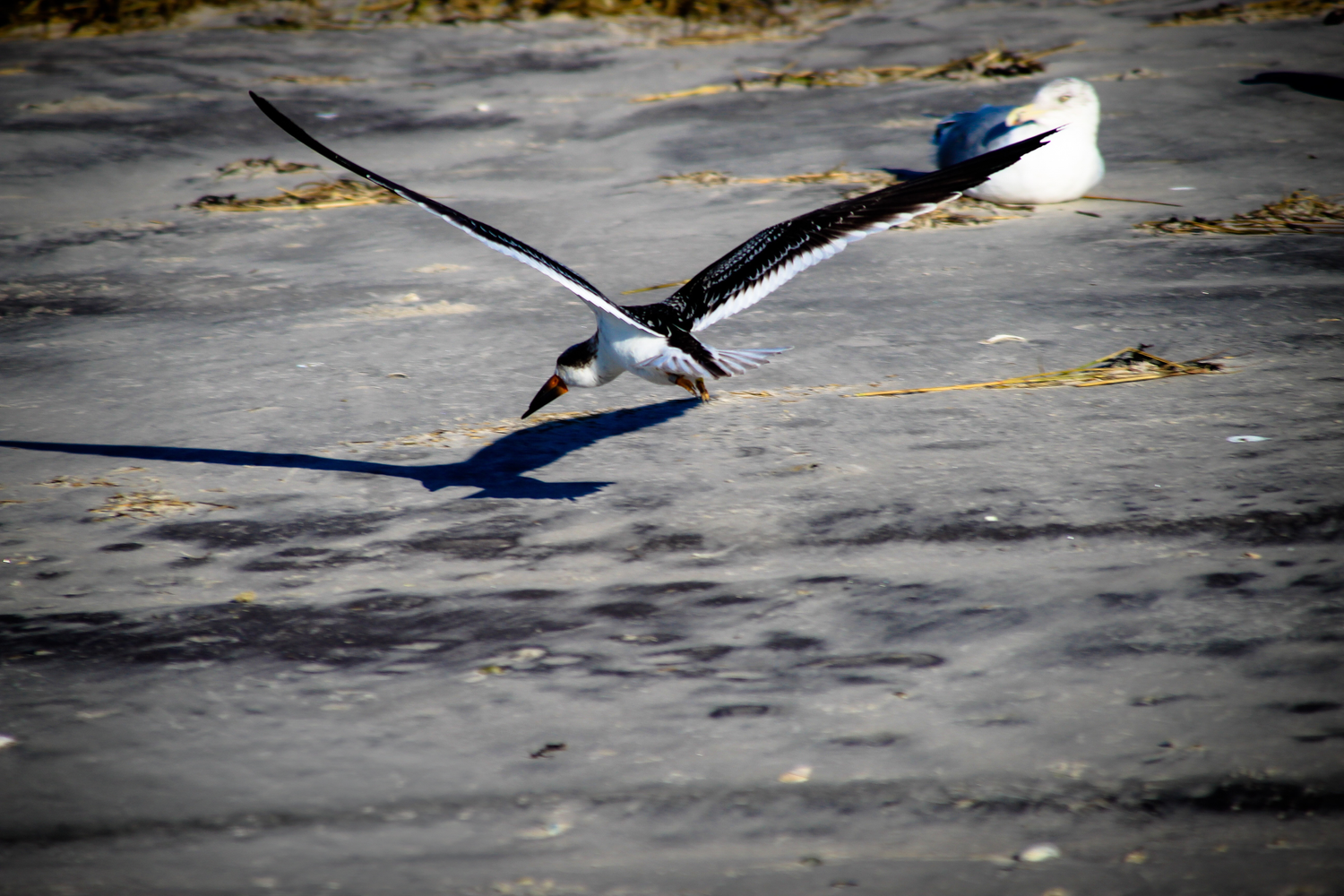 A seagull spreads its wings wide while flying low over a sandy beach with another bird resting in the background.
