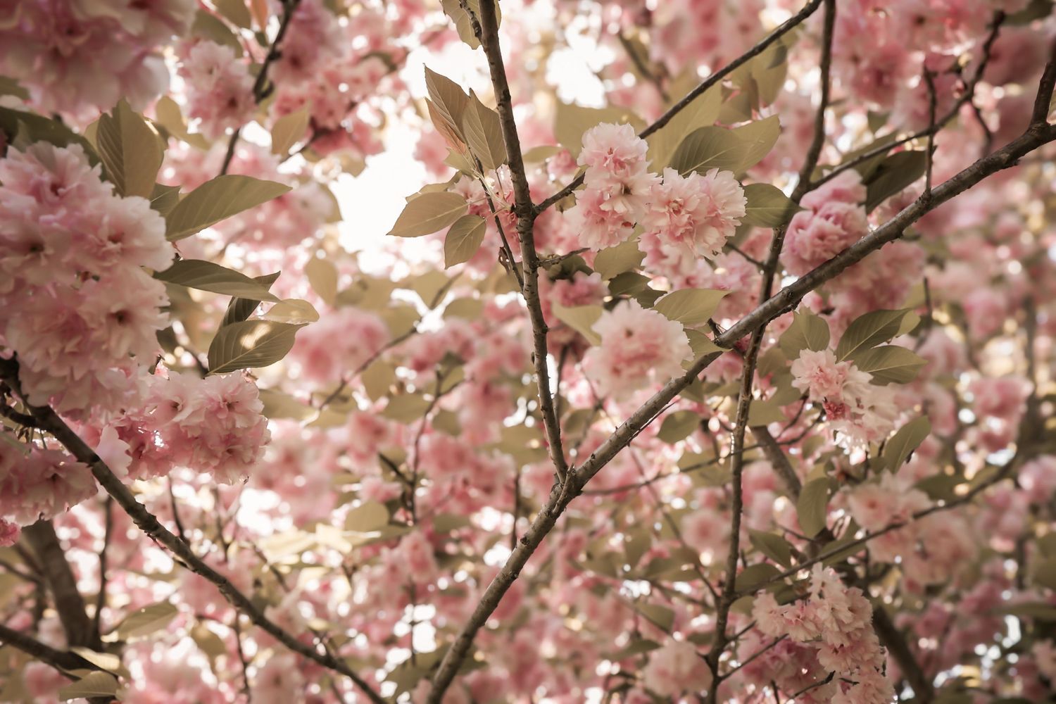 Pink cherry blossoms bloom on tree branches against a bright spring sky creating a delicate floral canopy.