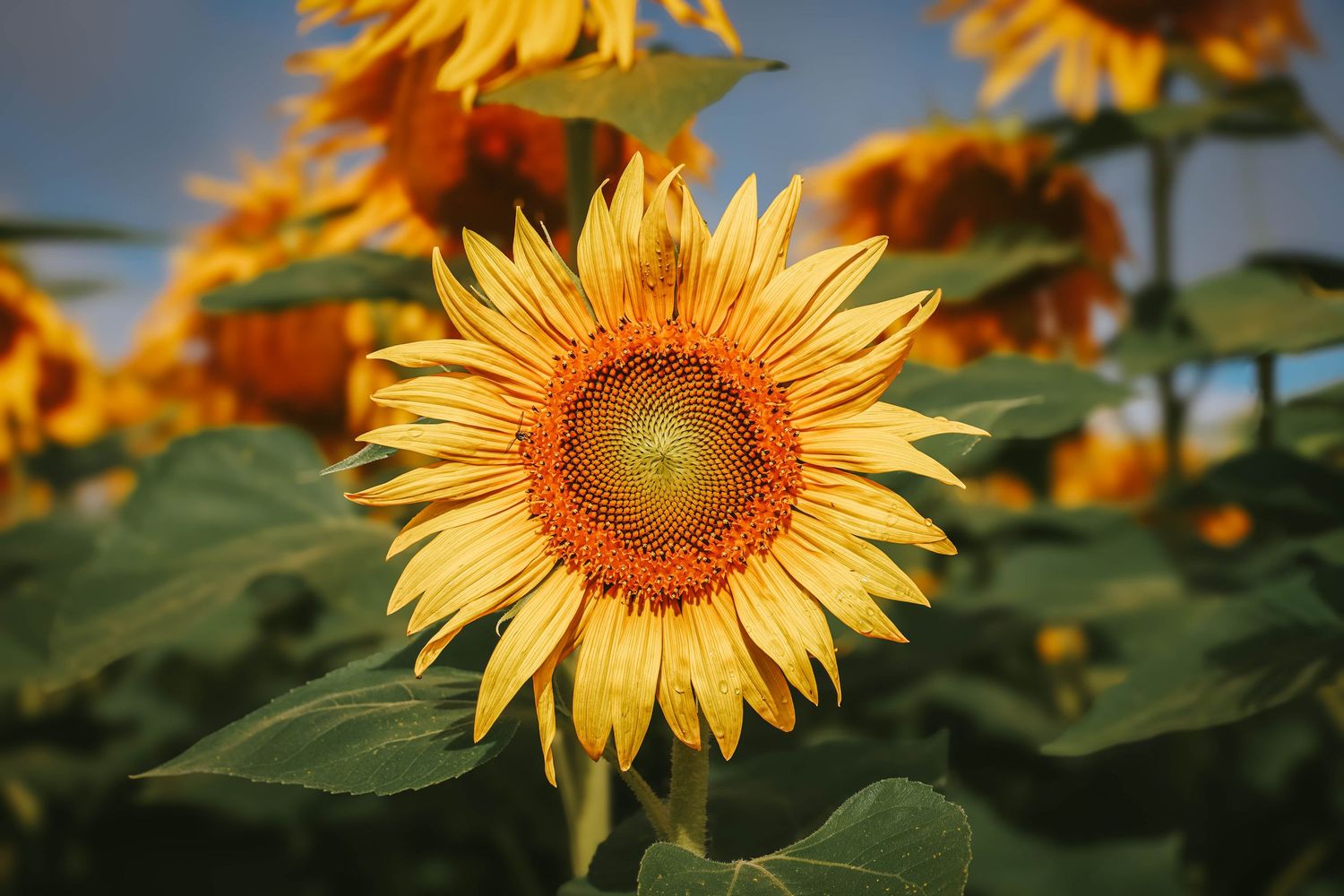 A vibrant sunflower in full bloom stands tall in a sunny field, showcasing golden petals and a rich brown center.
