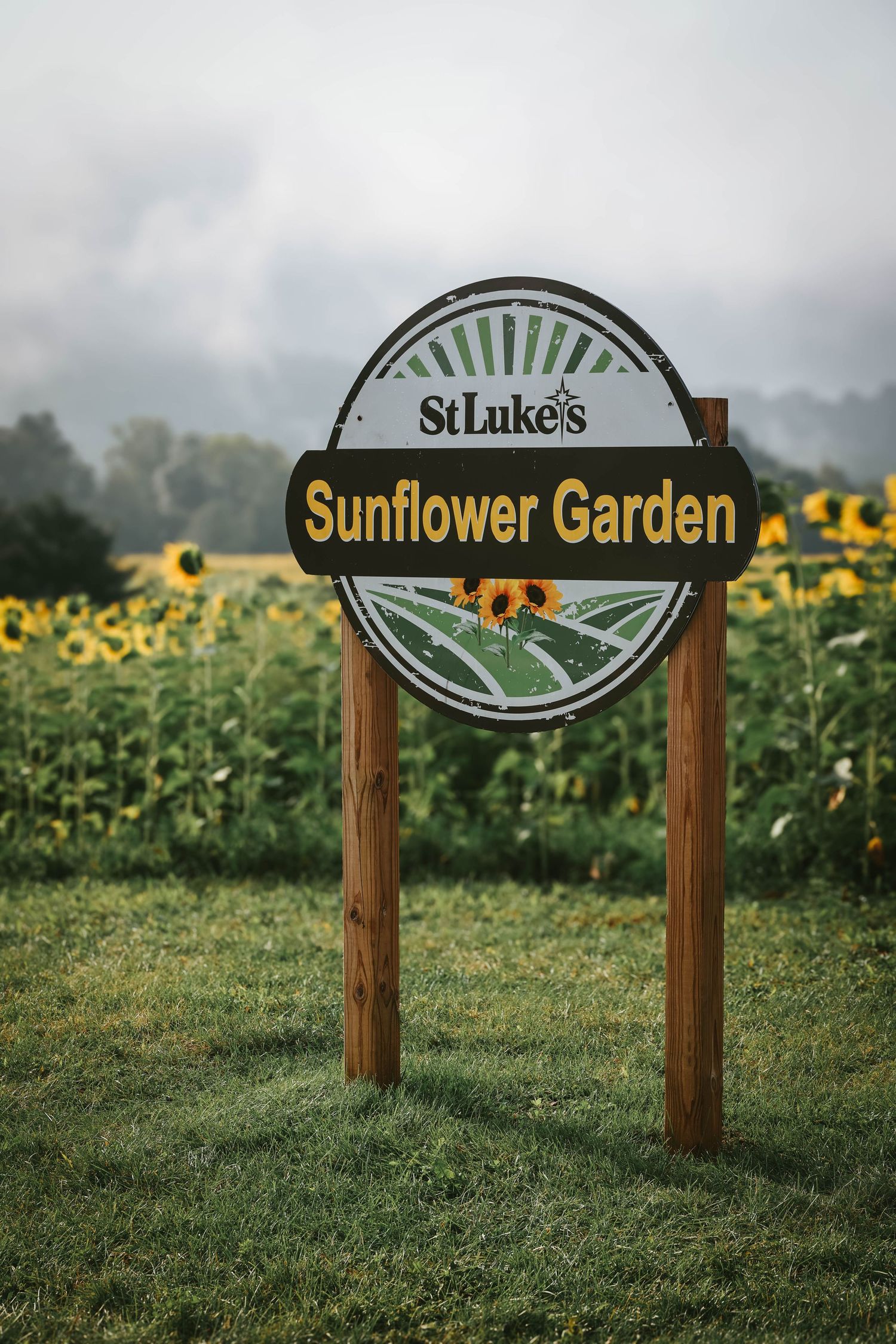 St. Luke's Sunflower Garden sign on wooden posts with blooming sunflowers and misty hills in background.