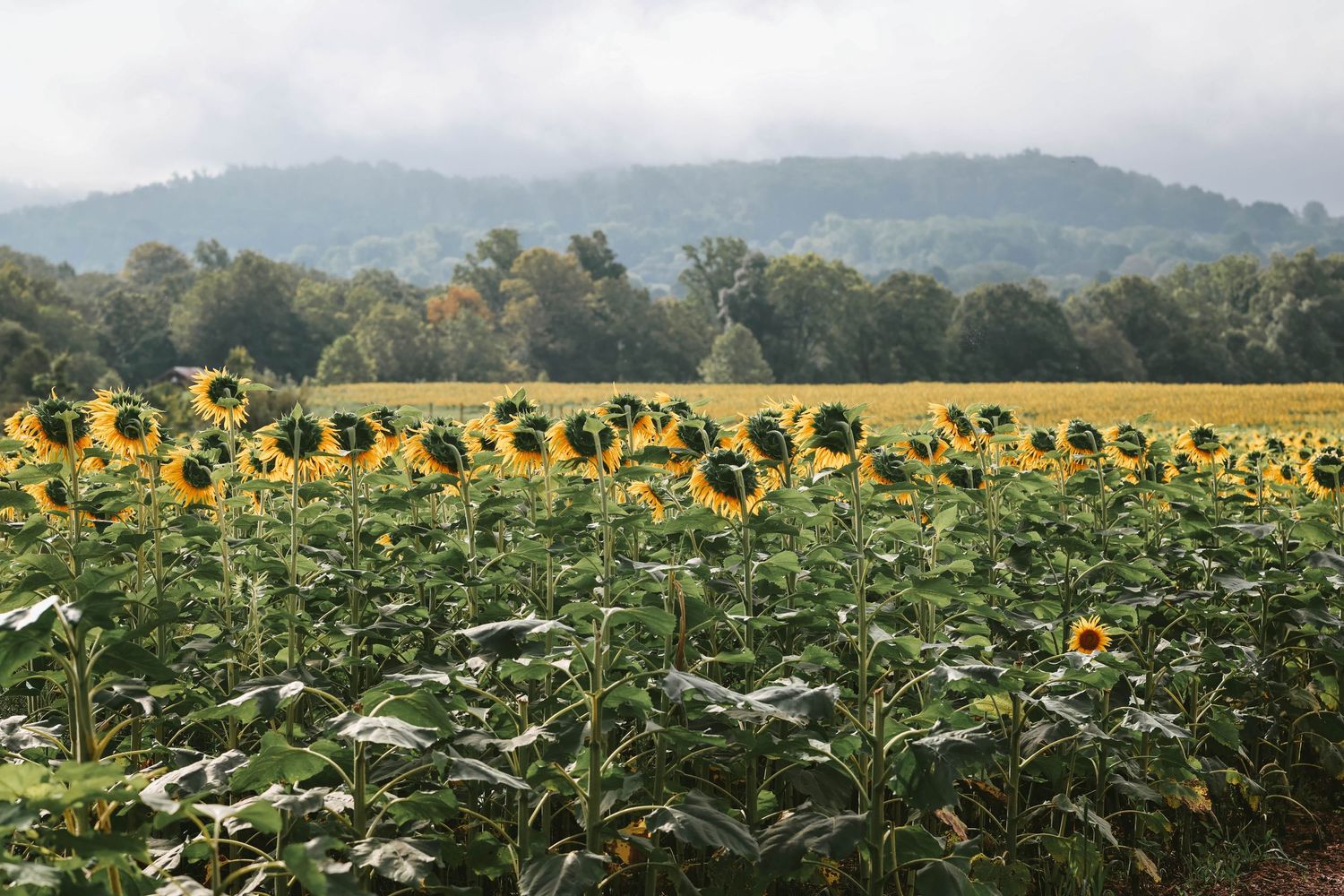 A vibrant sunflower field in full bloom with misty green mountains and trees in the background on a cloudy day.