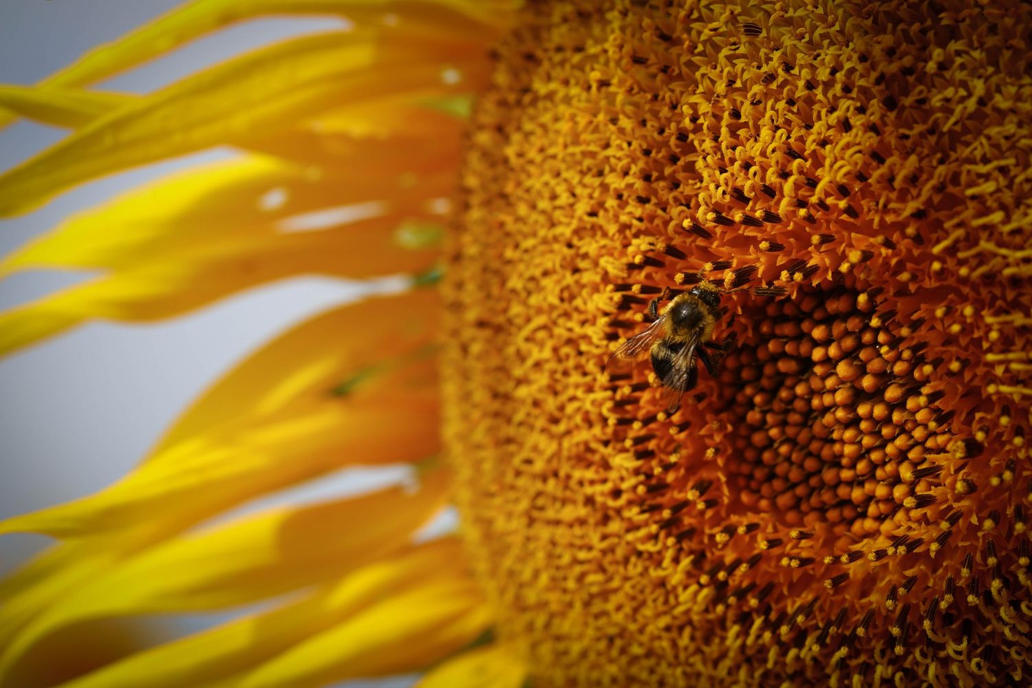 A close-up of a vibrant sunflower's center with a bee collecting pollen among the textured orange and yellow florets.