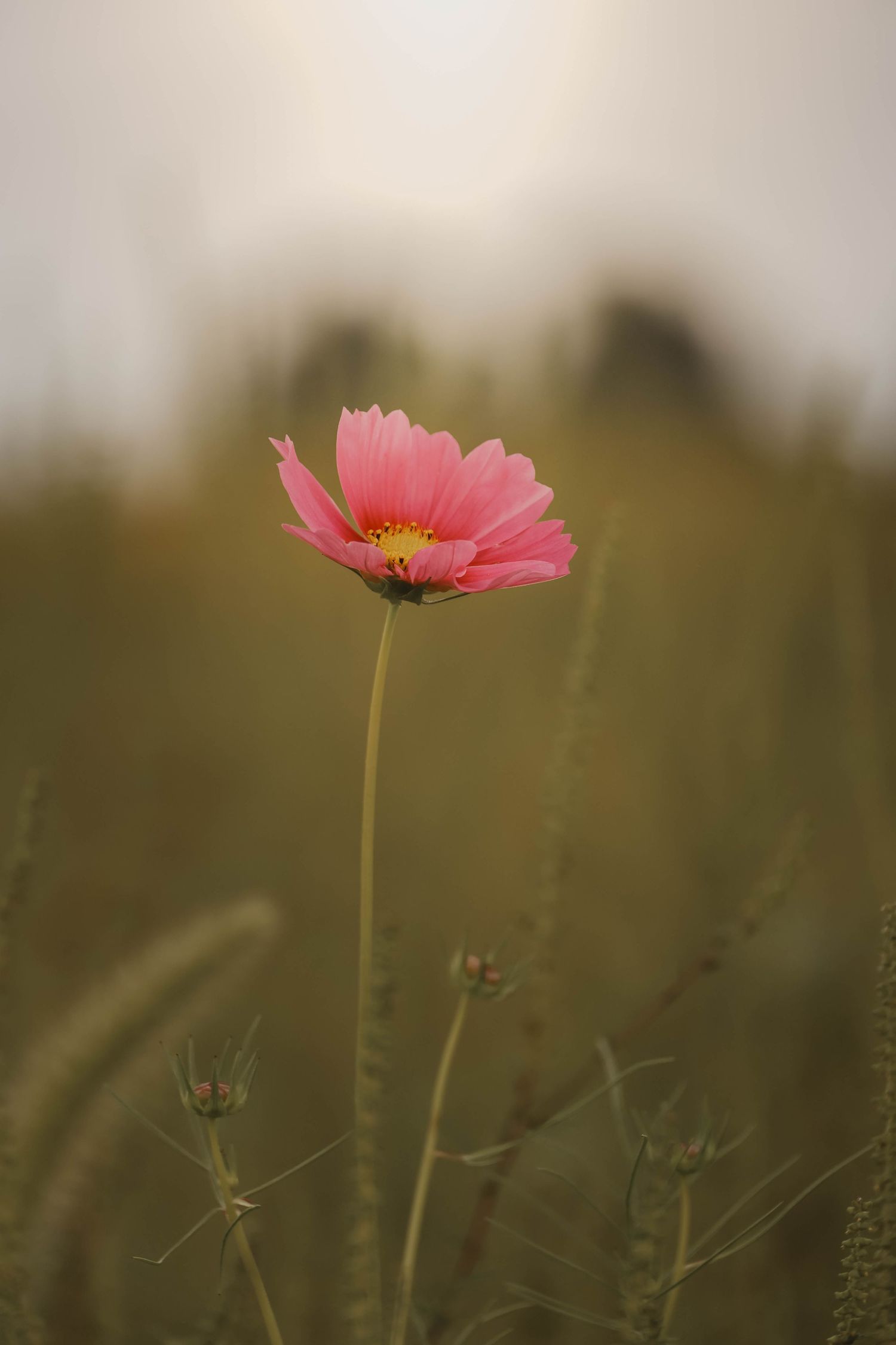 A single pink cosmos flower with yellow center blooms on a tall stem in a soft-focus green meadow.