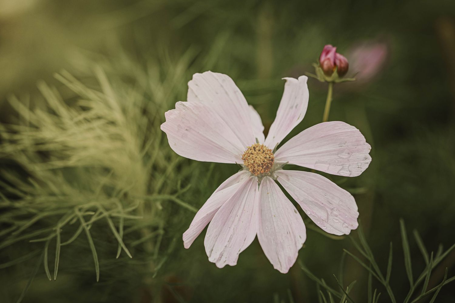 A delicate white cosmos flower blooms in soft focus green garden background.