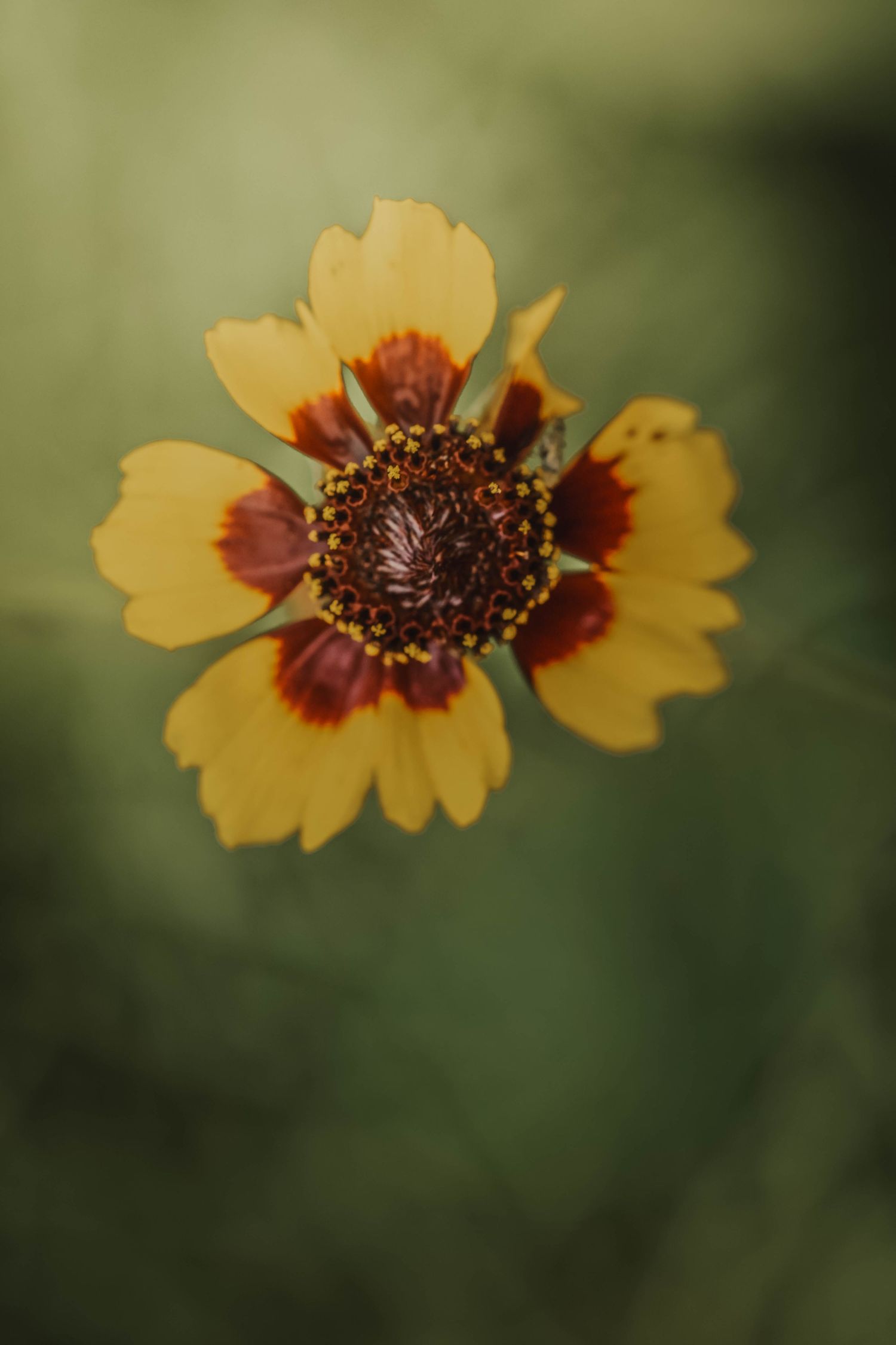 Close-up of a yellow and dark red coreopsis flower with a brown center against a soft green blurred background.