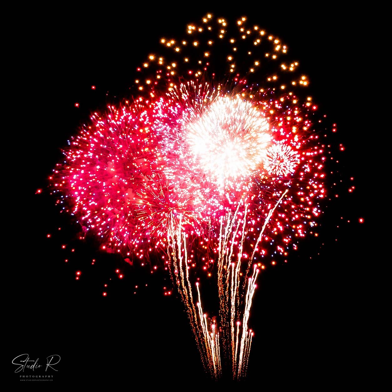 Vibrant red and pink fireworks exploding against a dark night sky in a dazzling display.