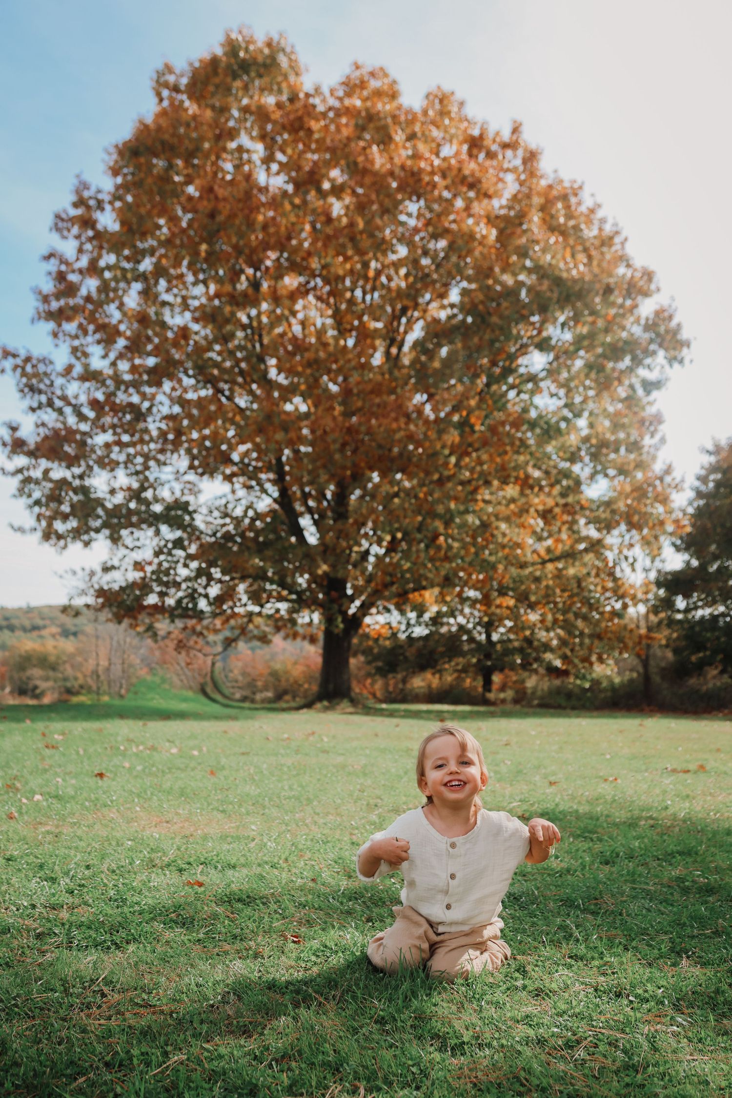 A series of three photos showing an autumn tree in a grassy field with warm golden light.