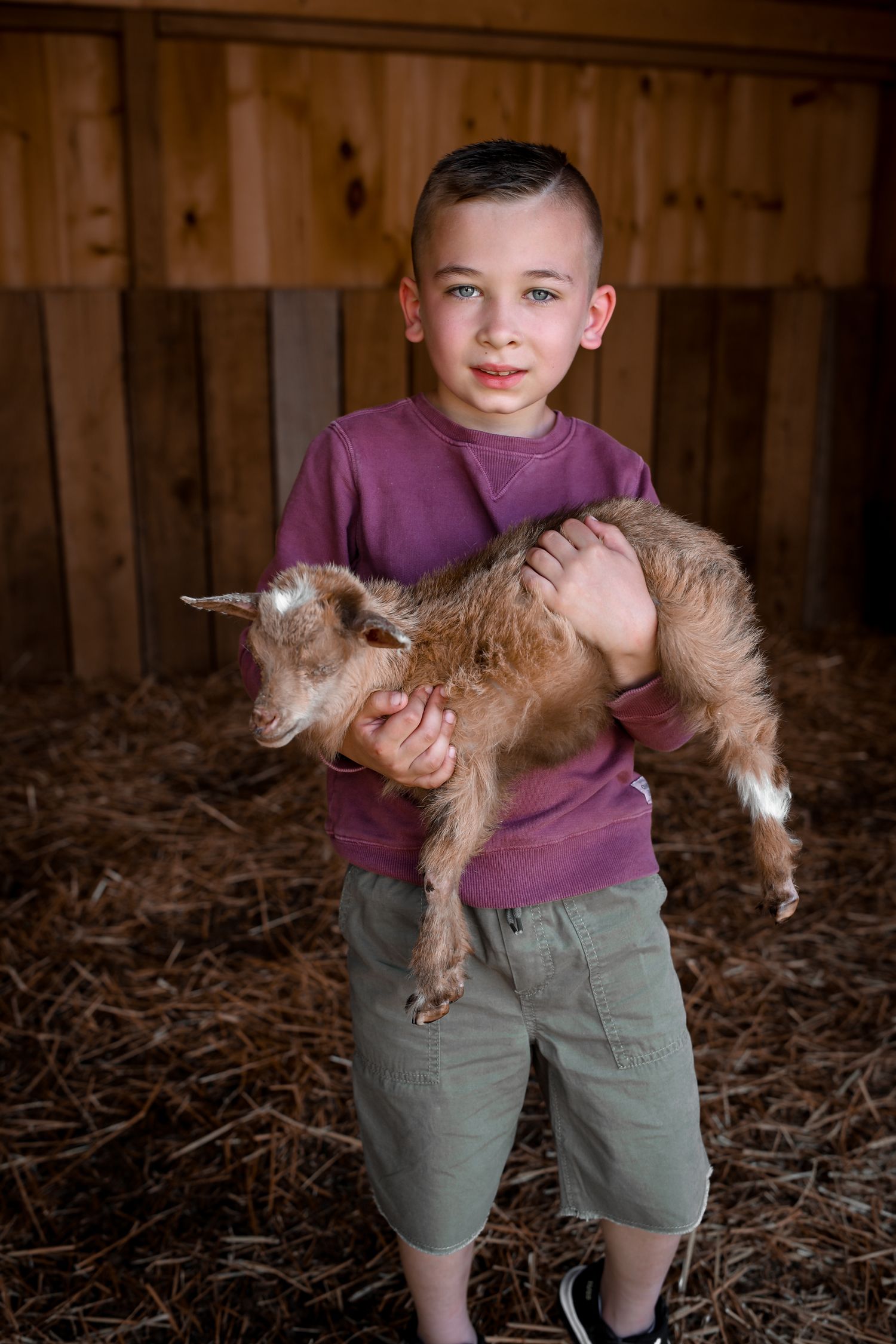 Young person in purple shirt holding small brown and white baby goat in rustic barn setting.