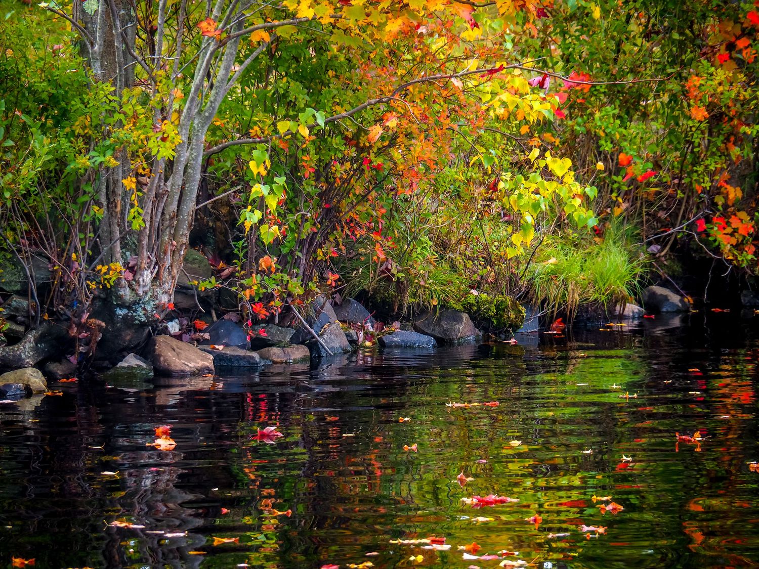 Colorful autumn foliage reflects on calm lake water with rocks along the shoreline during fall season.