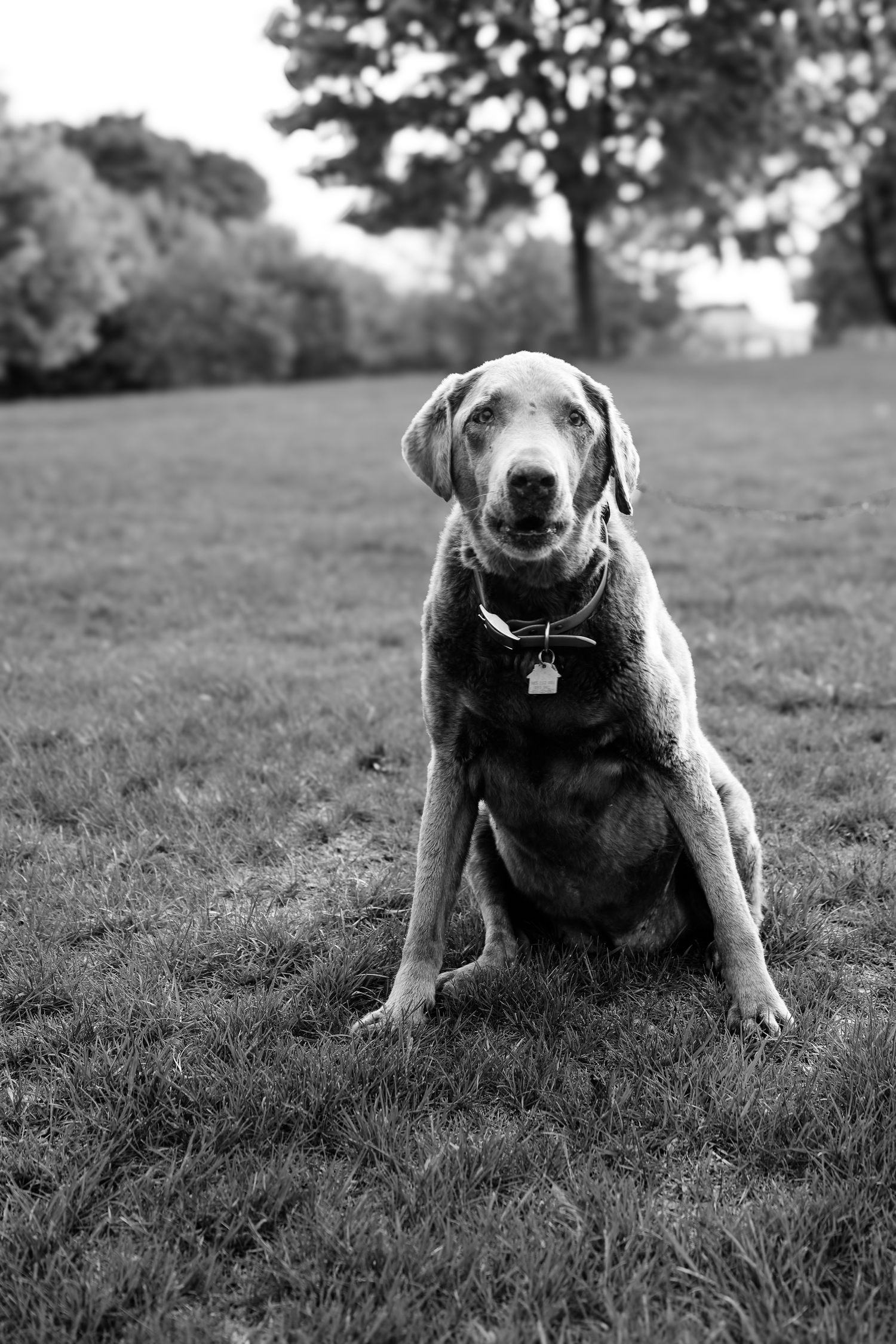 A sequence of black and white photographs showing a dog lying in grass from different angles.
