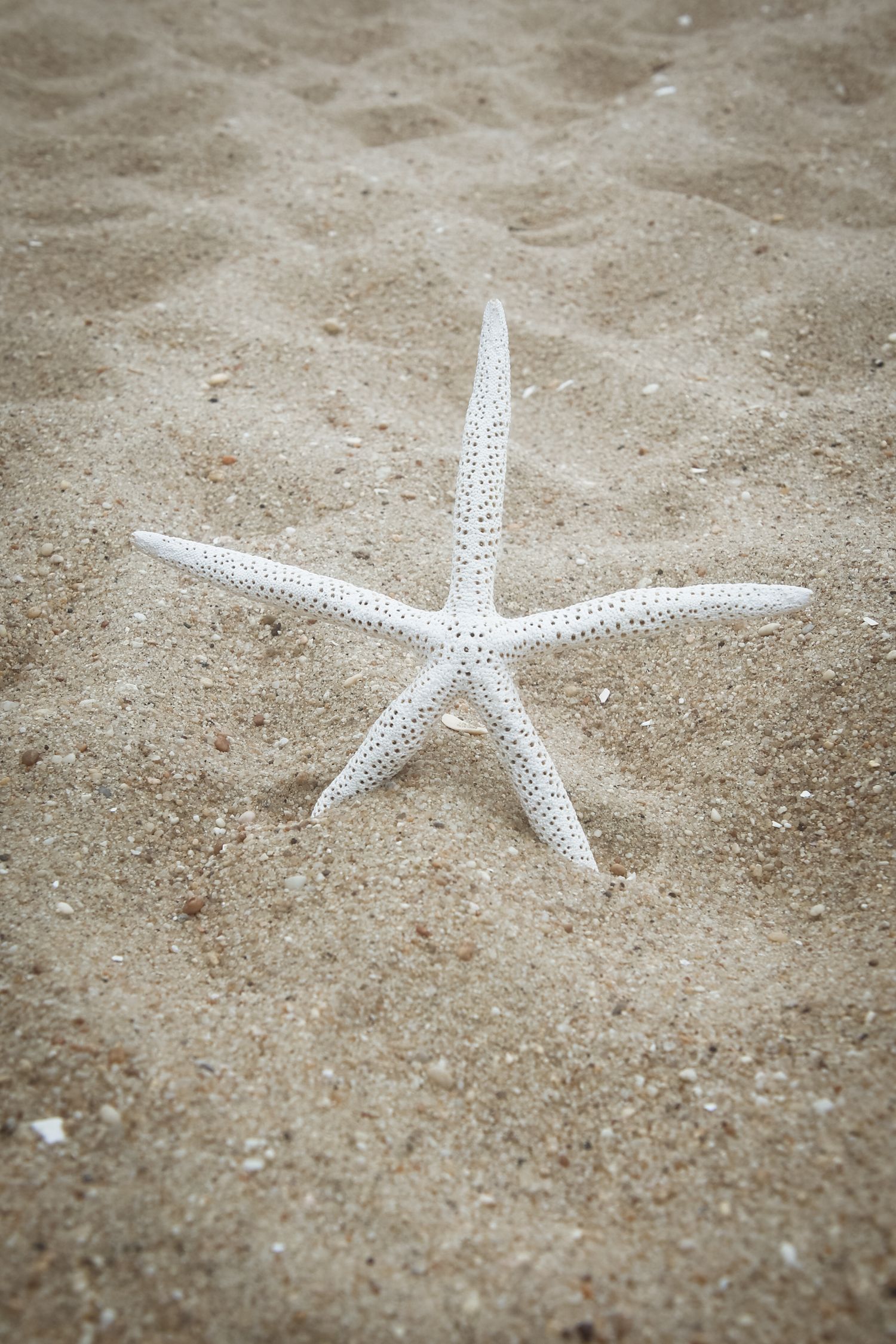 A white starfish resting upright on sandy beach with small pebbles, natural coastal scene.