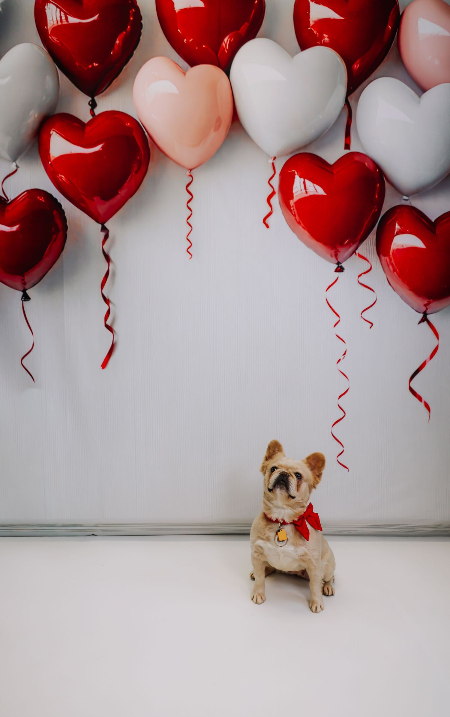 Adorable French Bulldog poses with red and white heart balloons against white background in Valentine's themed photoshoot.