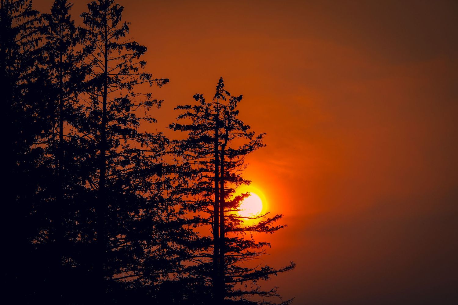 Silhouetted pine trees stand against a dramatic orange and red sunset sky with glowing sun peeking through branches.